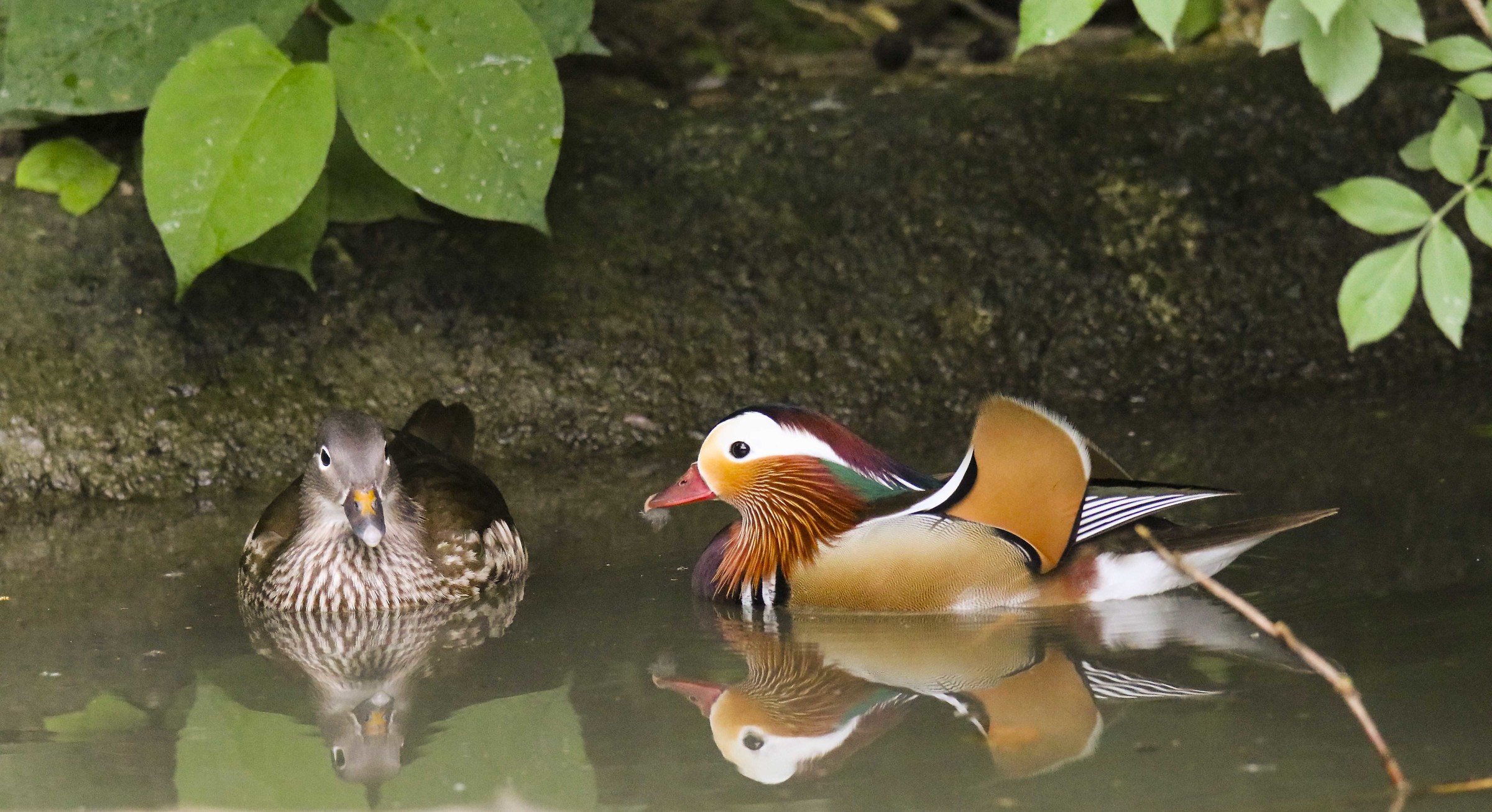 Coppia di anatre mandarine