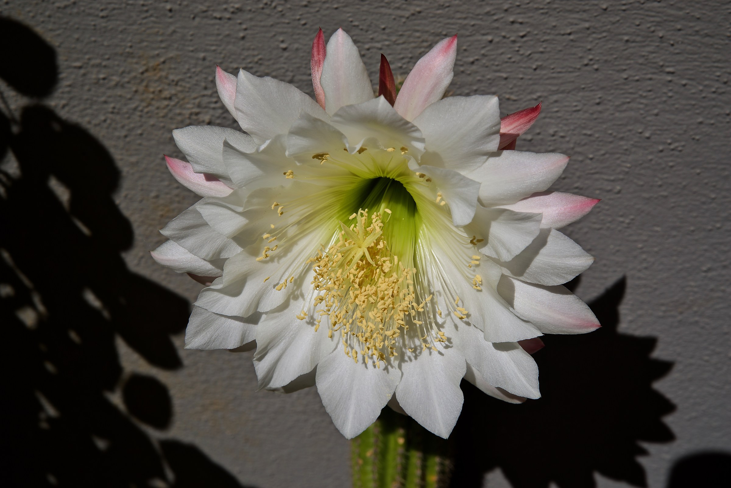 This morning in my garden