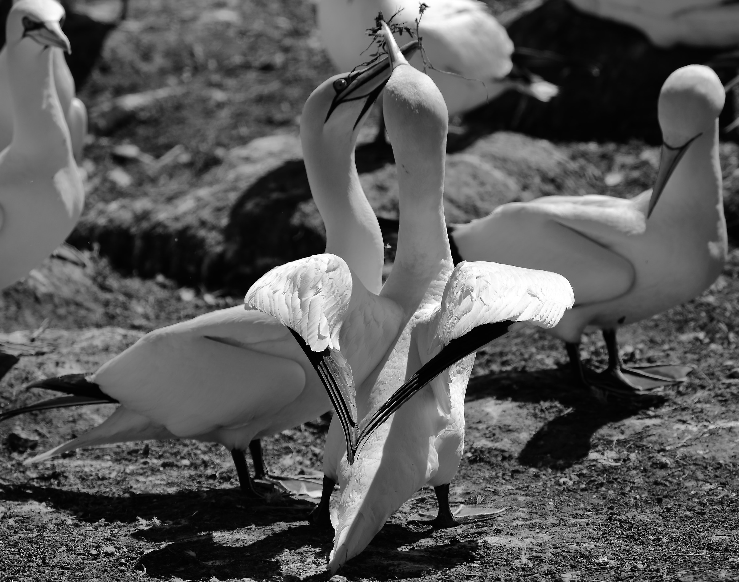 Four Wings, one Heart