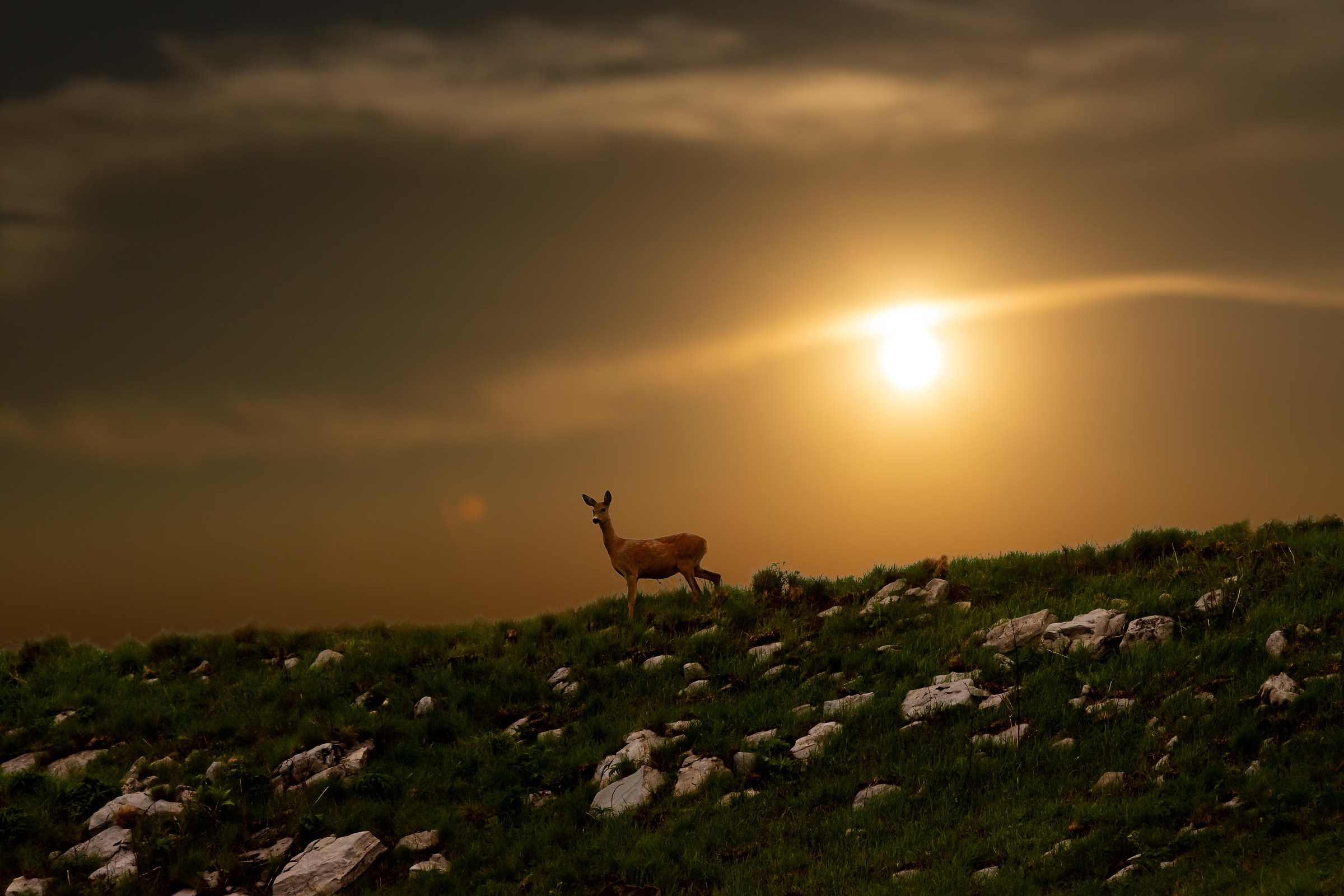 Roe Deer at sunset