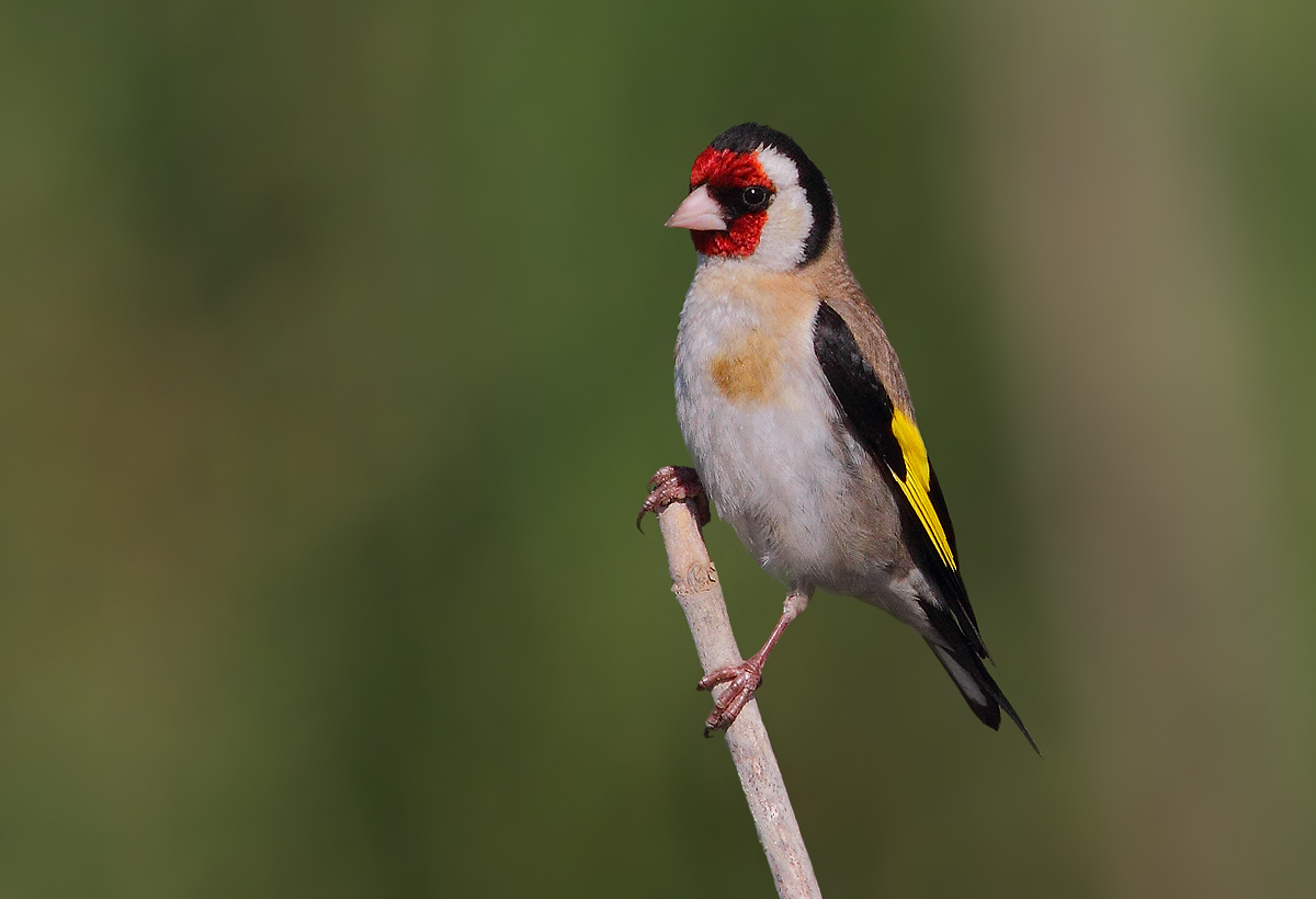goldfinch