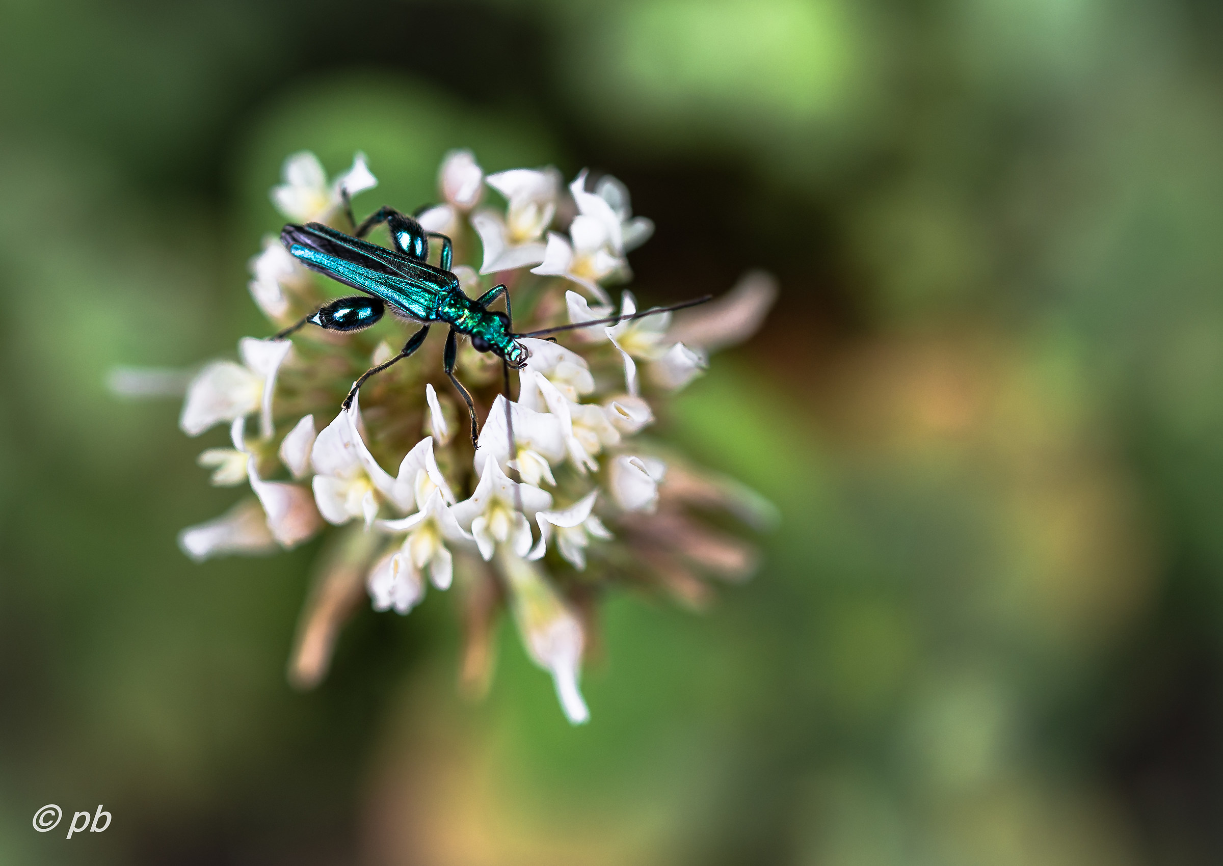 Oedemera flavipes
