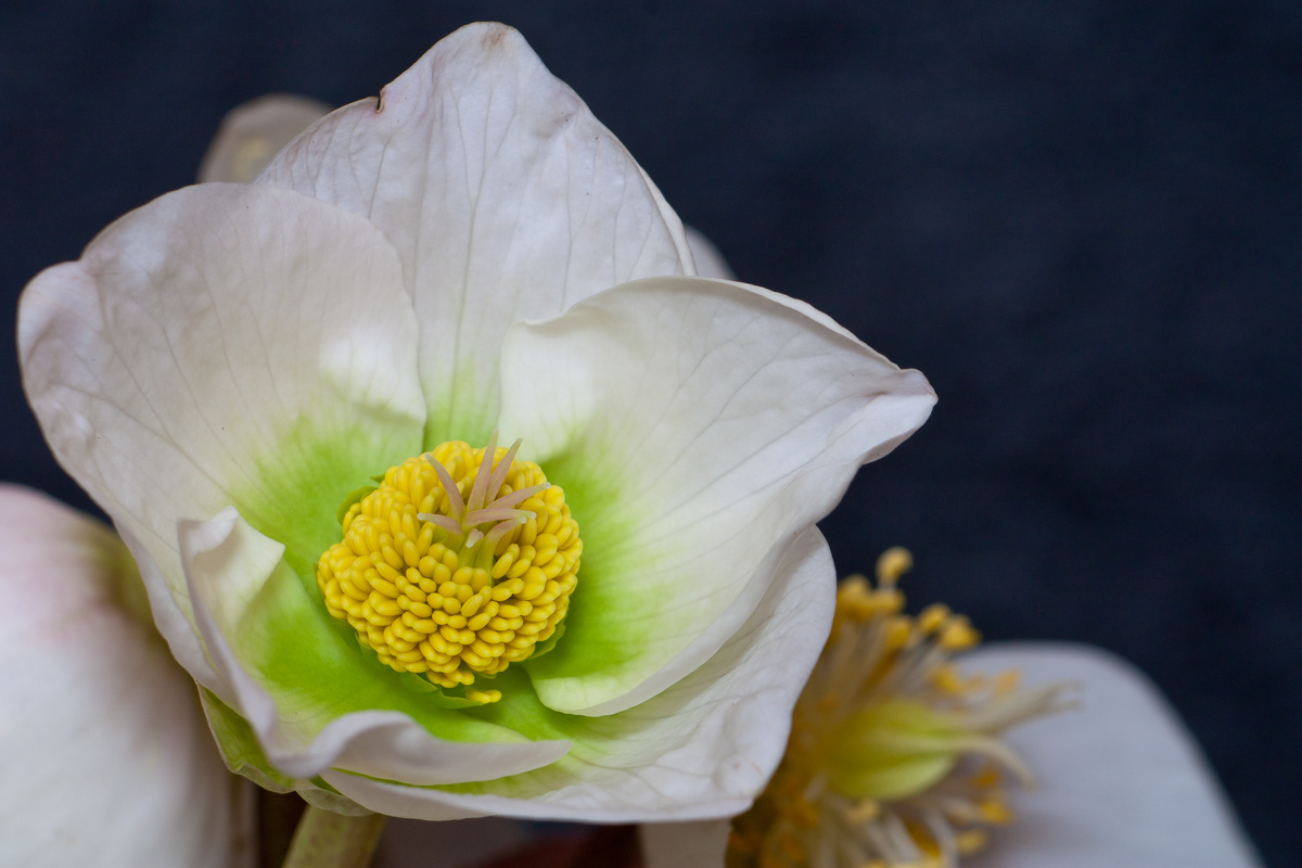 Helleborus