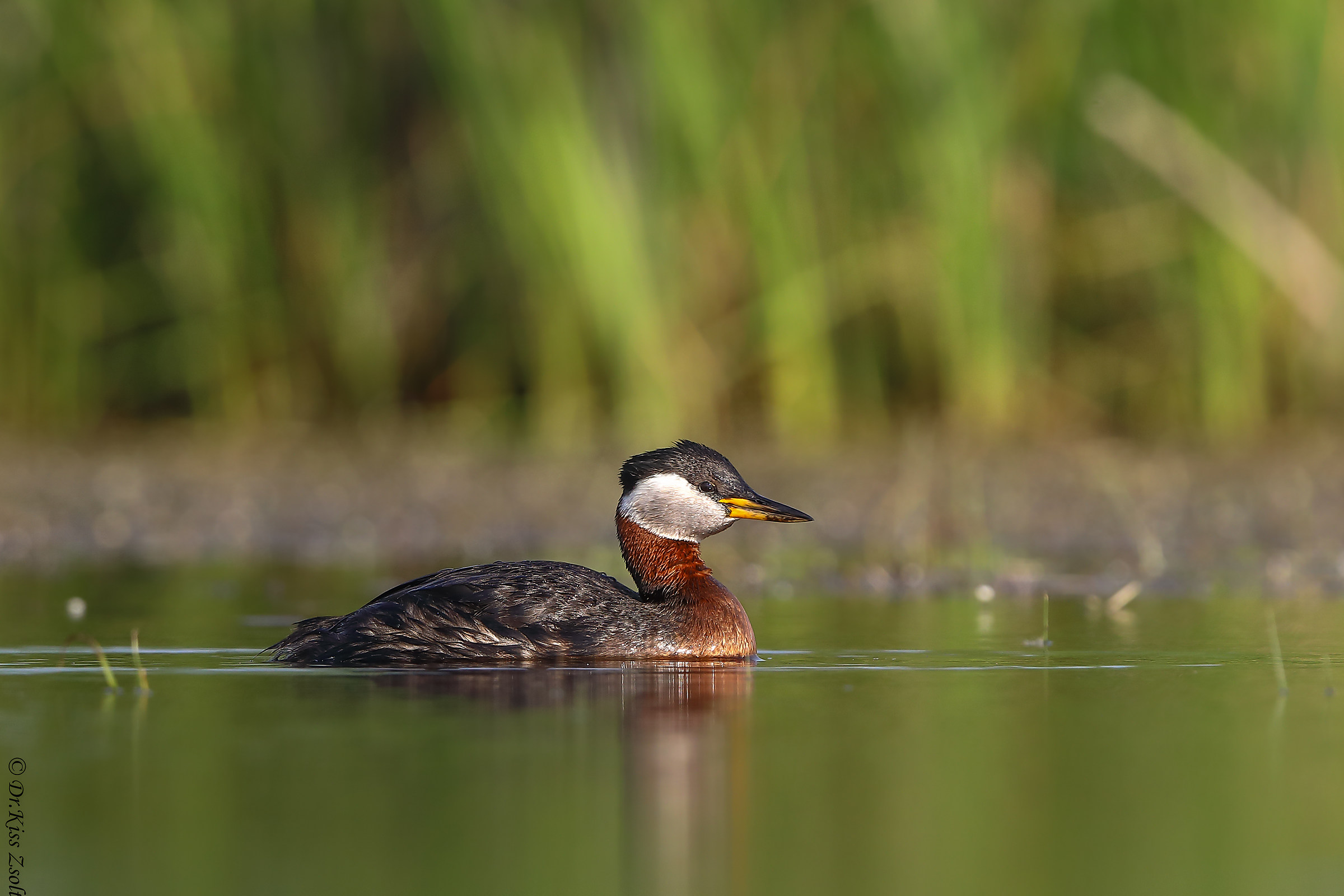 Svasso dal collo rosso