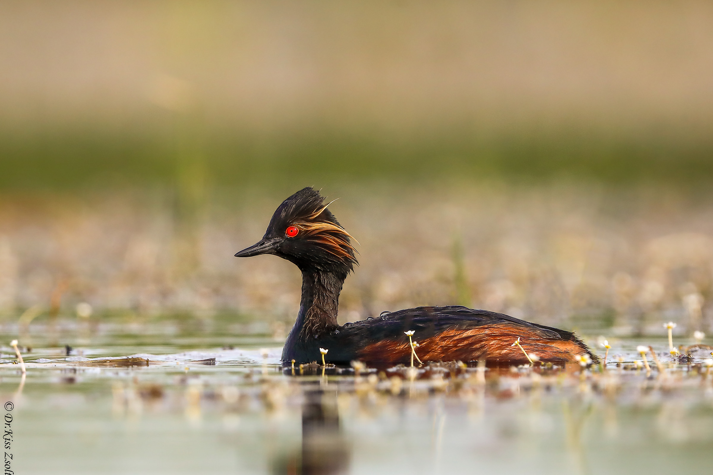 Svasso dal collo nero