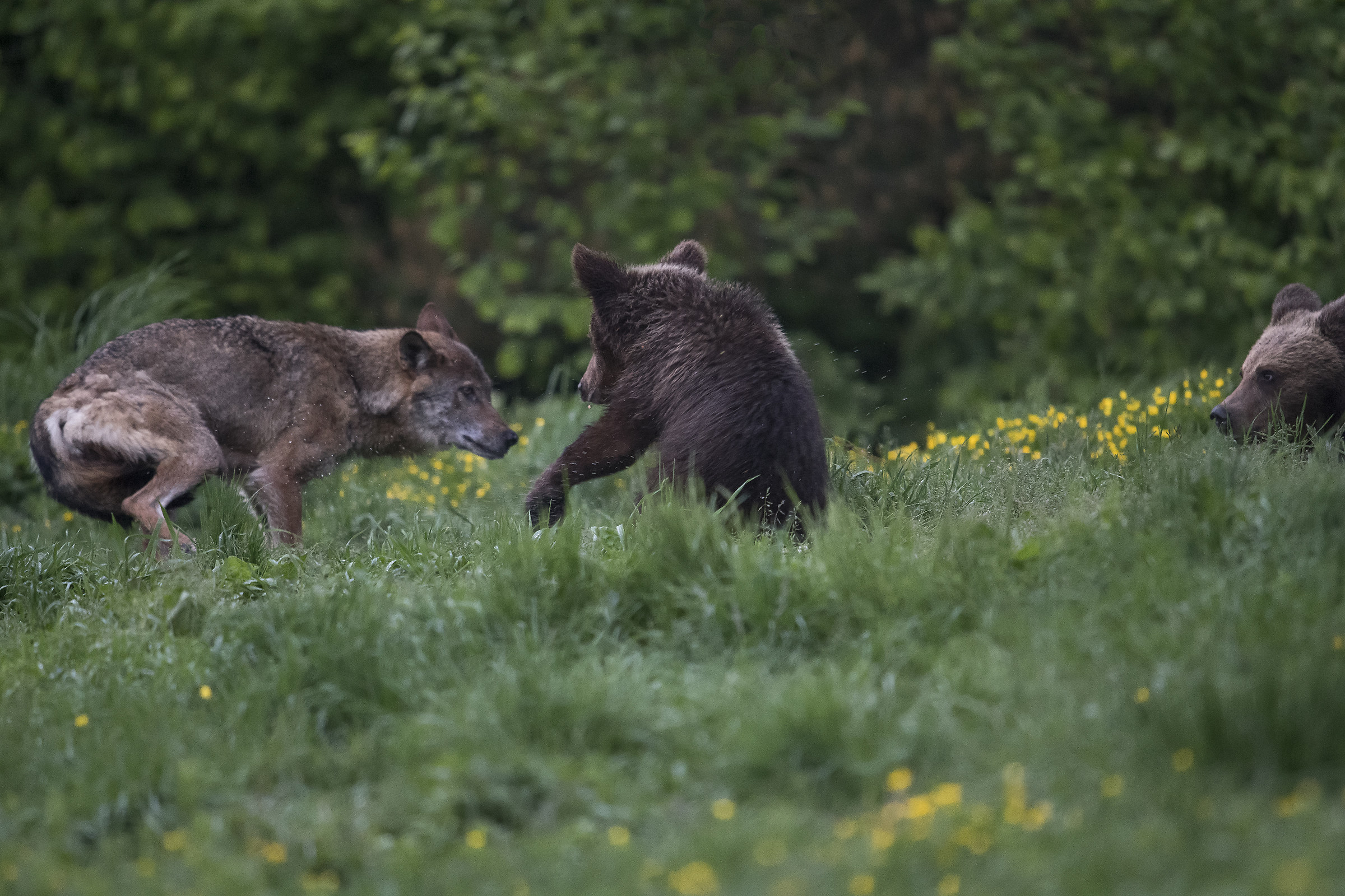 Wolf versus Young Bear