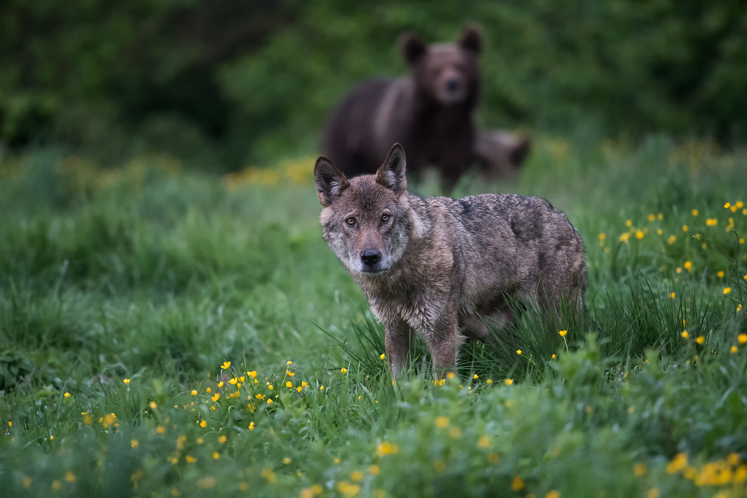 Wolf and Ghost Bears