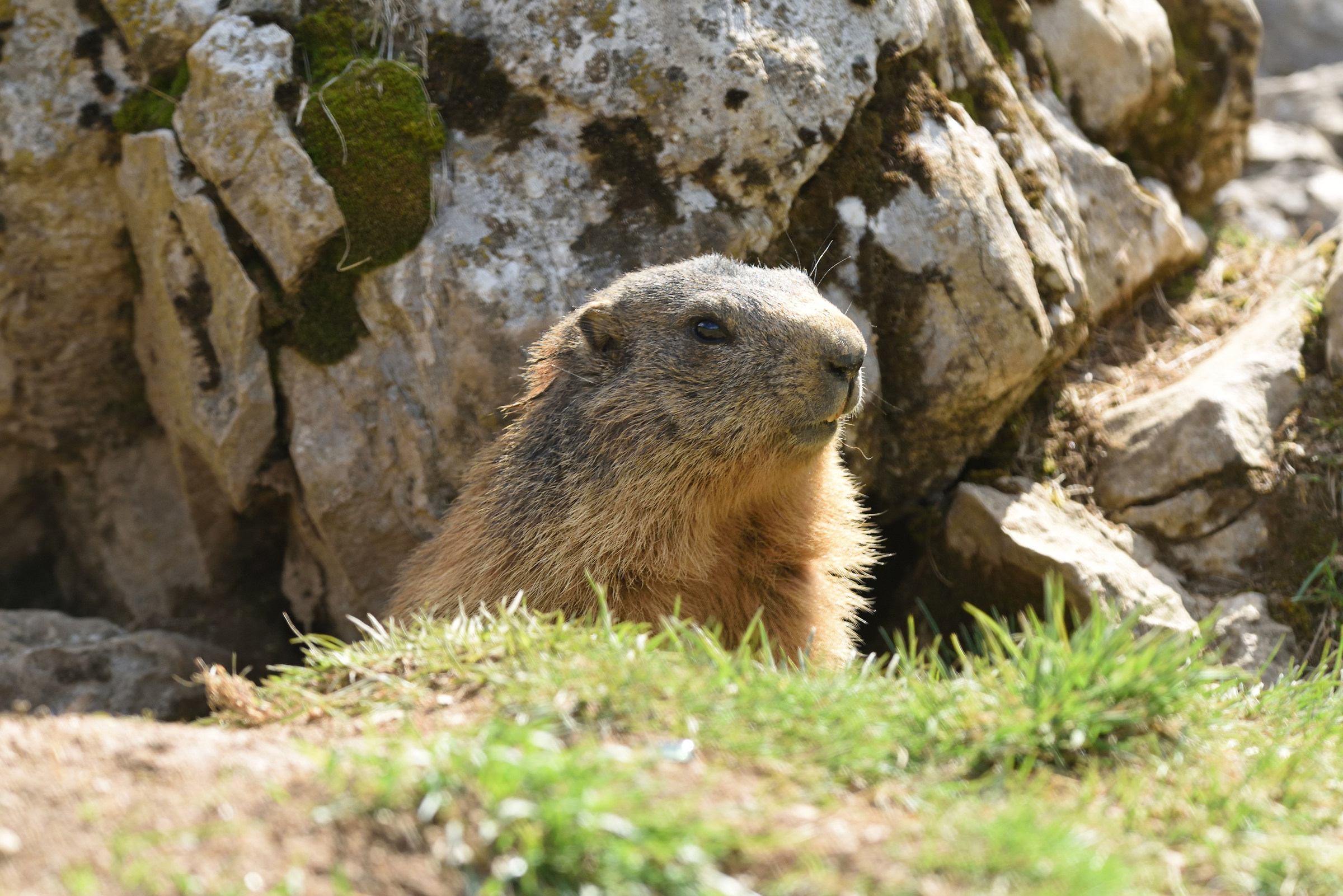 Marmotta