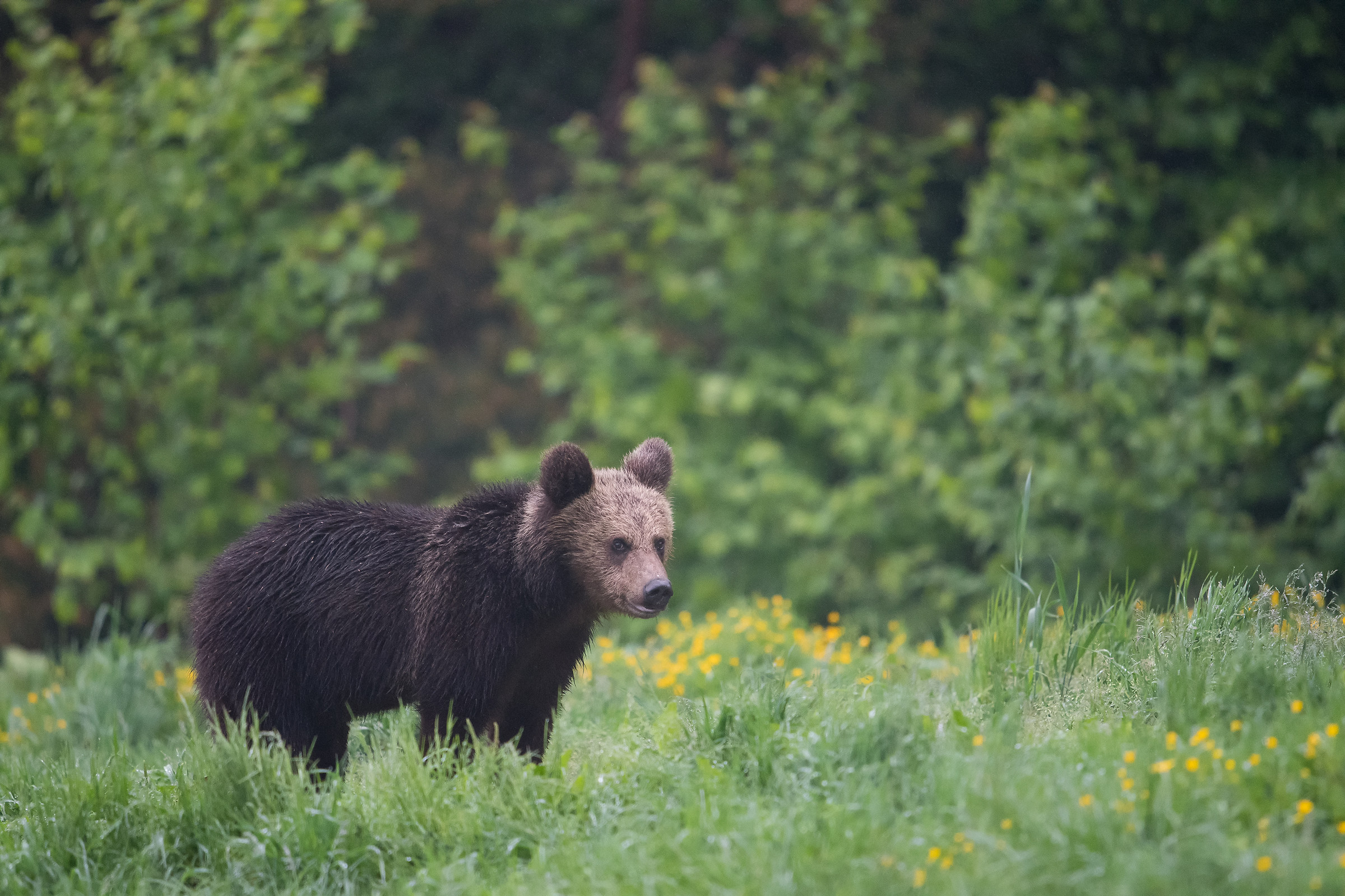 Young bear among flowers