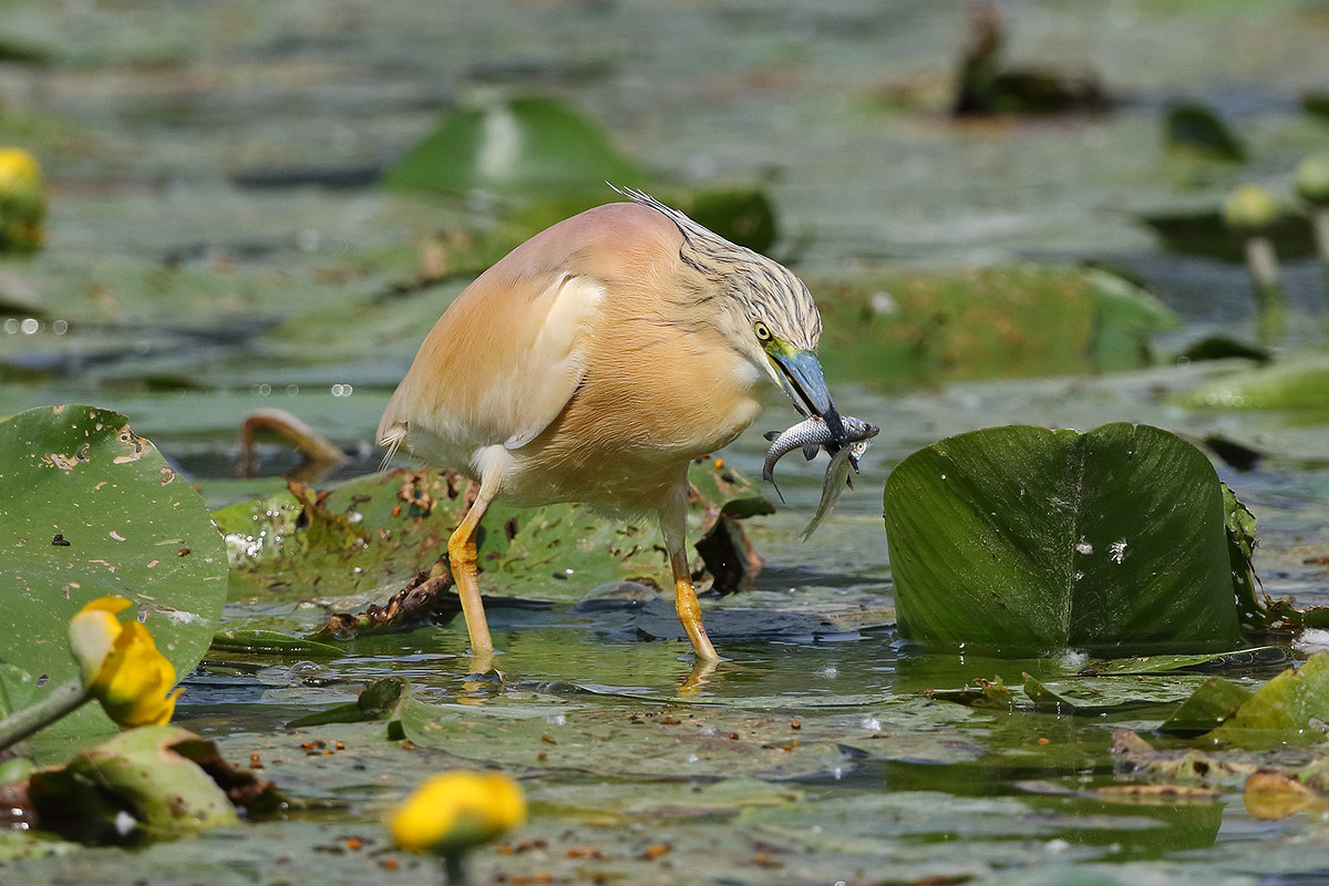 La doppia cattura della sgarza ciuffetto