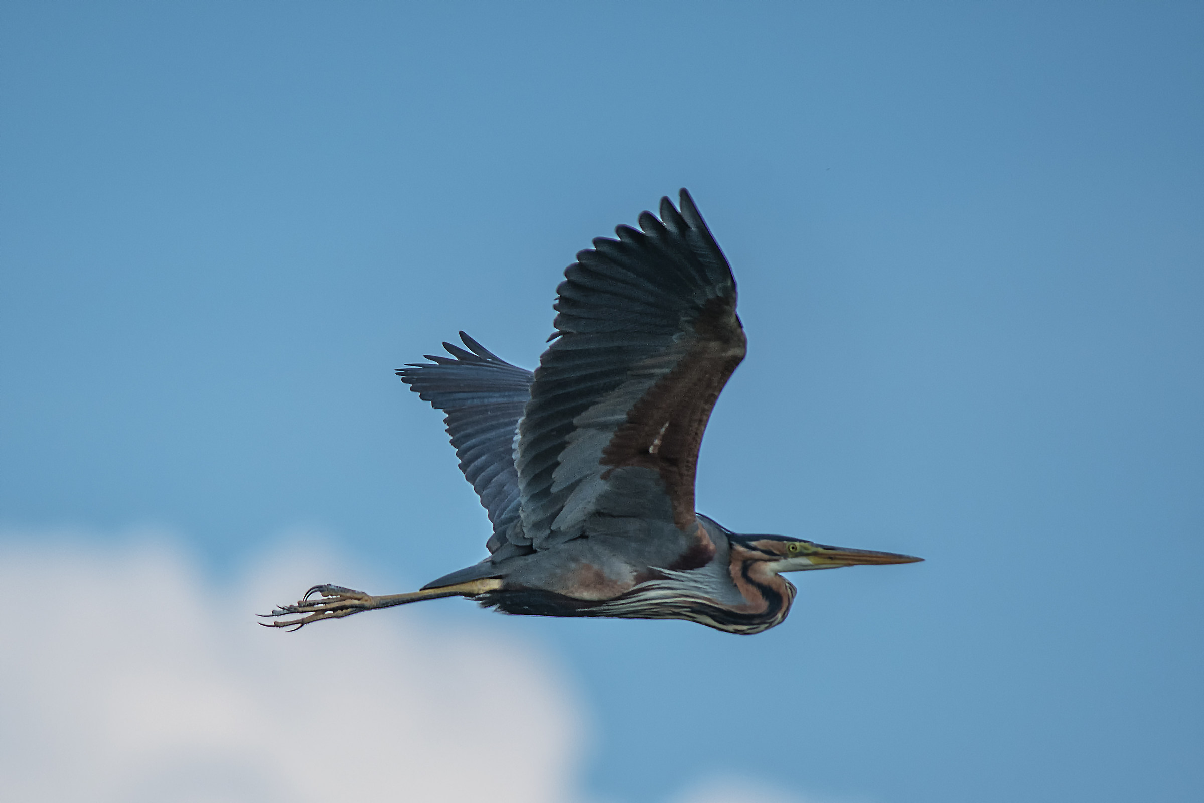 Red Heron