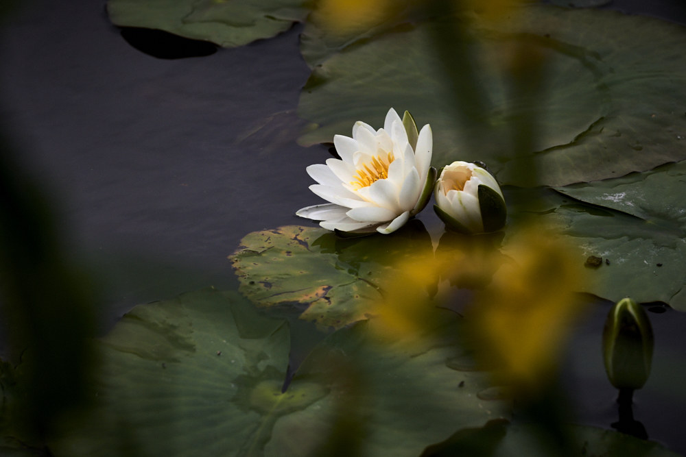 Lake Water Lilies