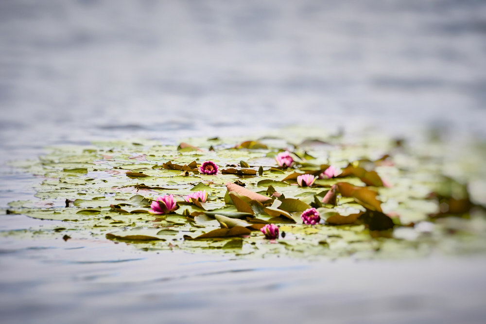 Lake Water Lilies