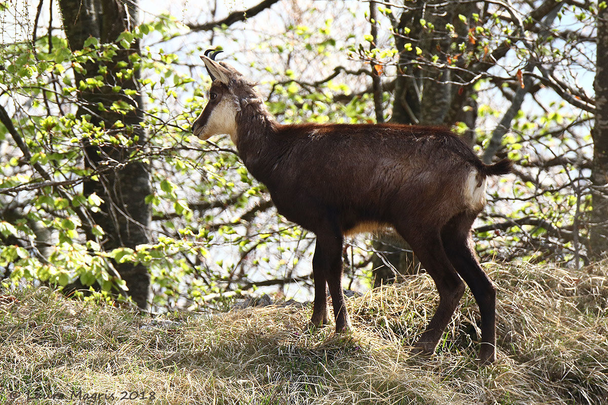 Little Chamois