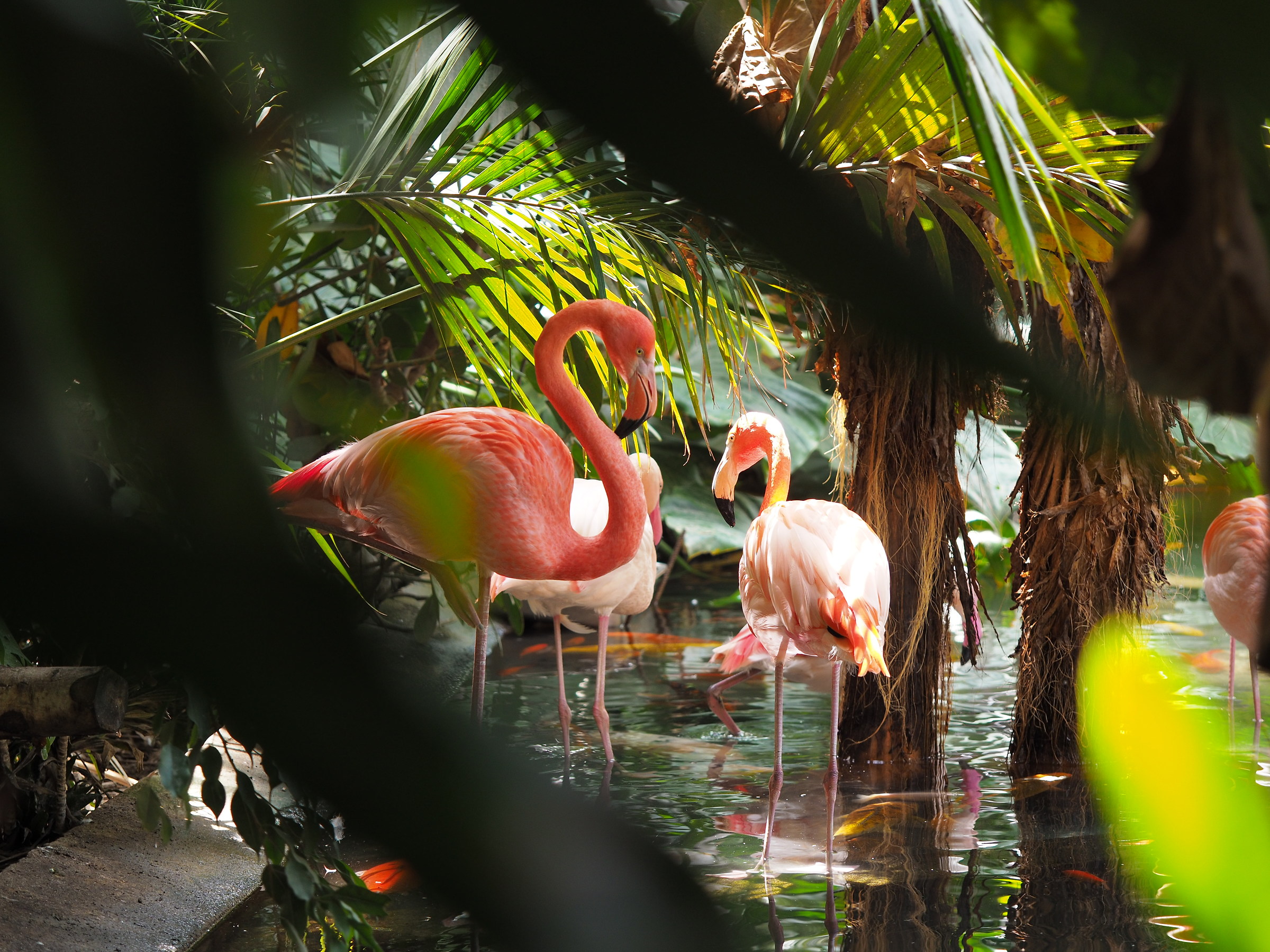 Flamingos at the Parc Phoenix in Nice