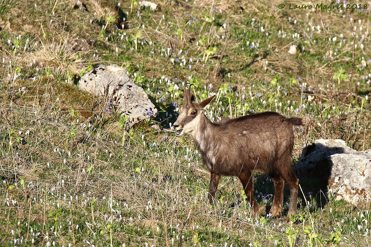 The Talking Chamois