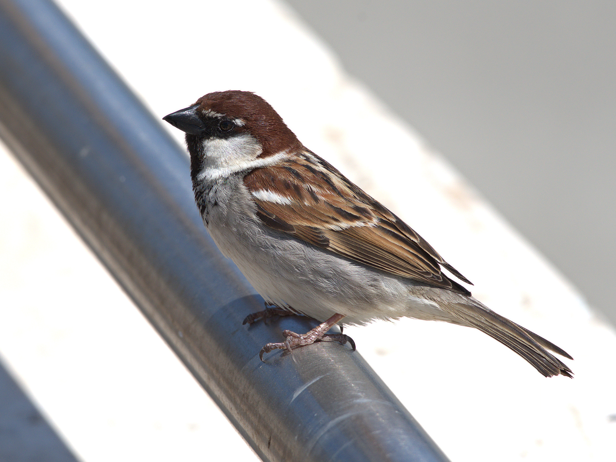The Sardinian Sparrow