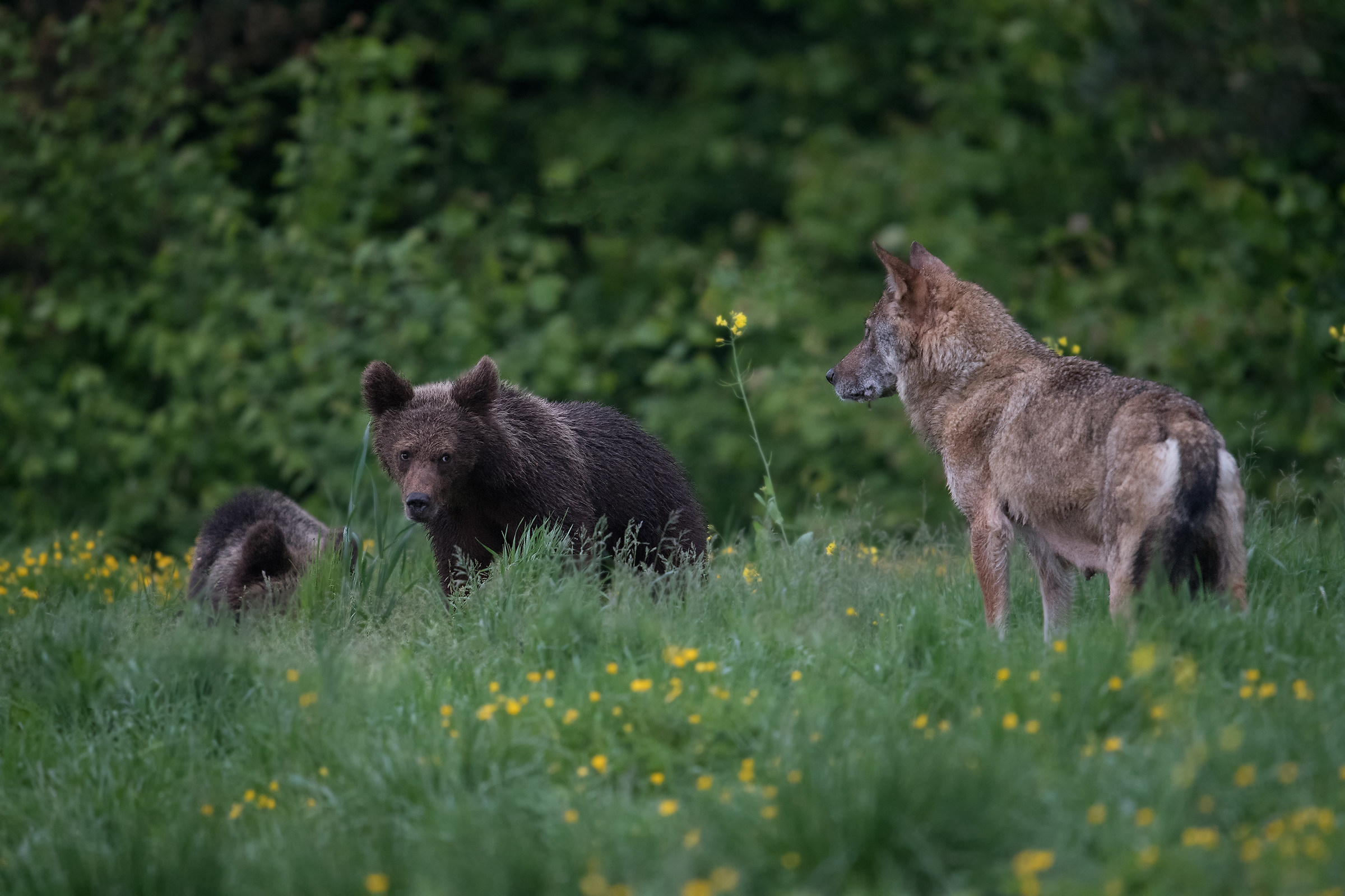The Carpathian Meeting