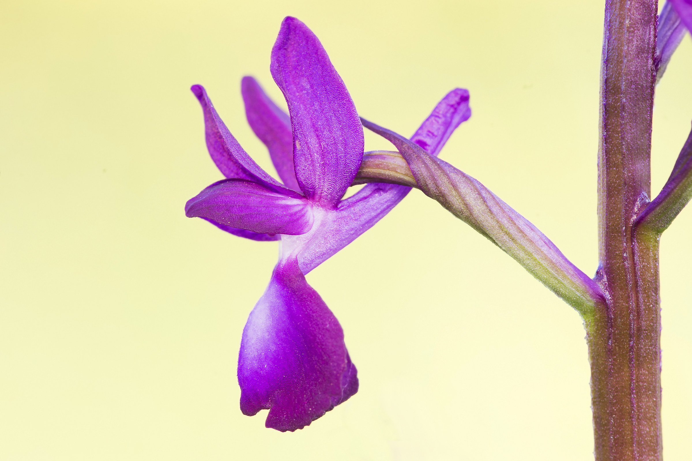 Anacamptis Laxiflora