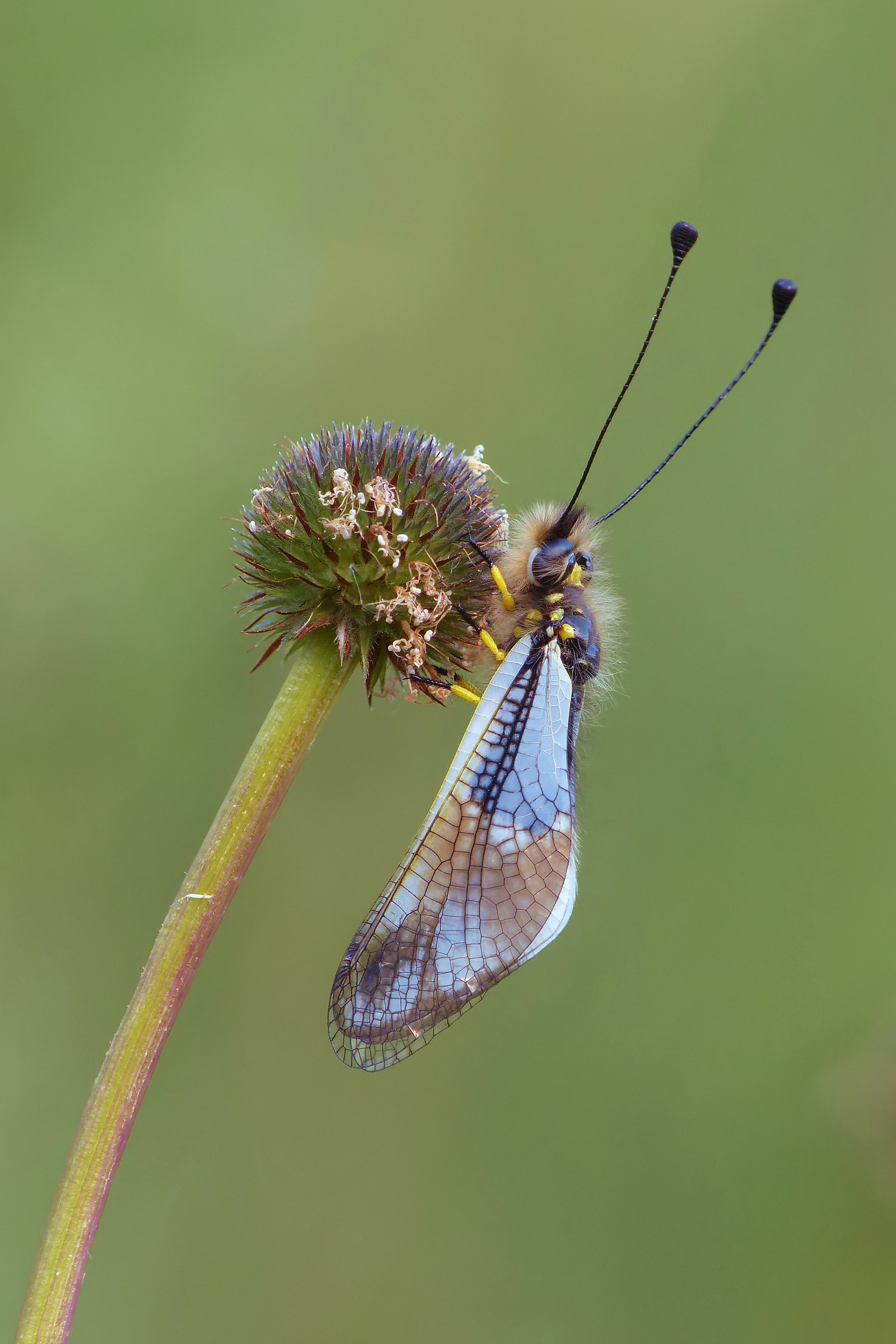 Libelloides coccajus (Denis et Schiffermuller, 1775)