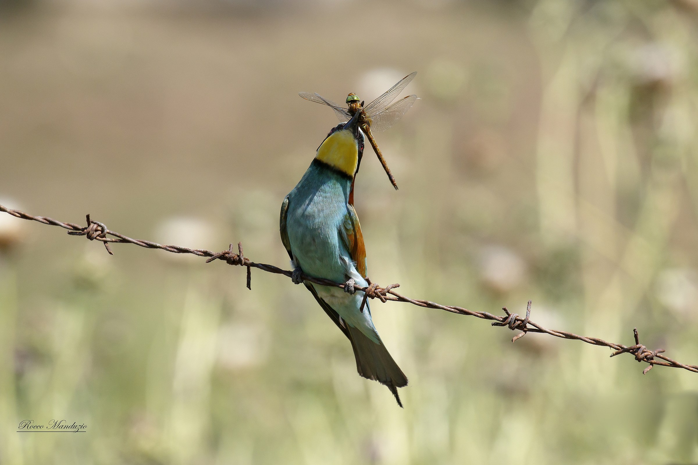 Gruccione con libellula
