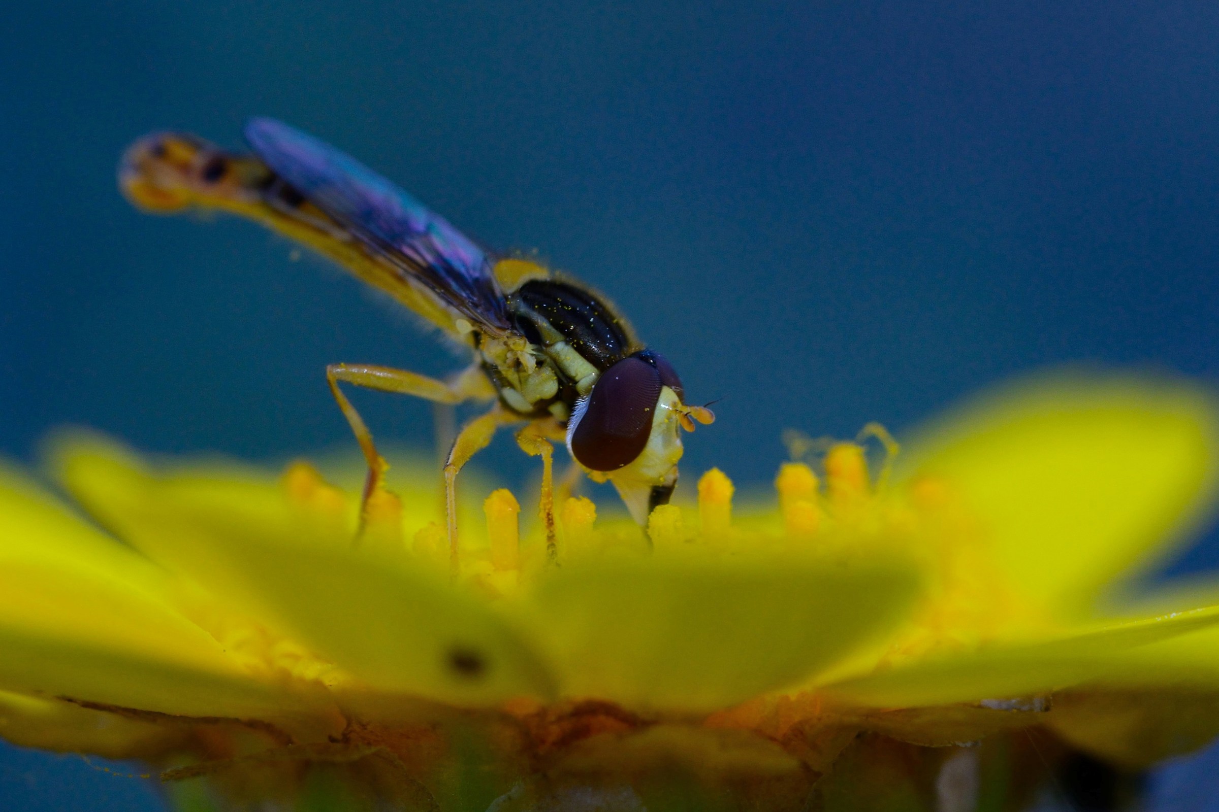 Blu pollination