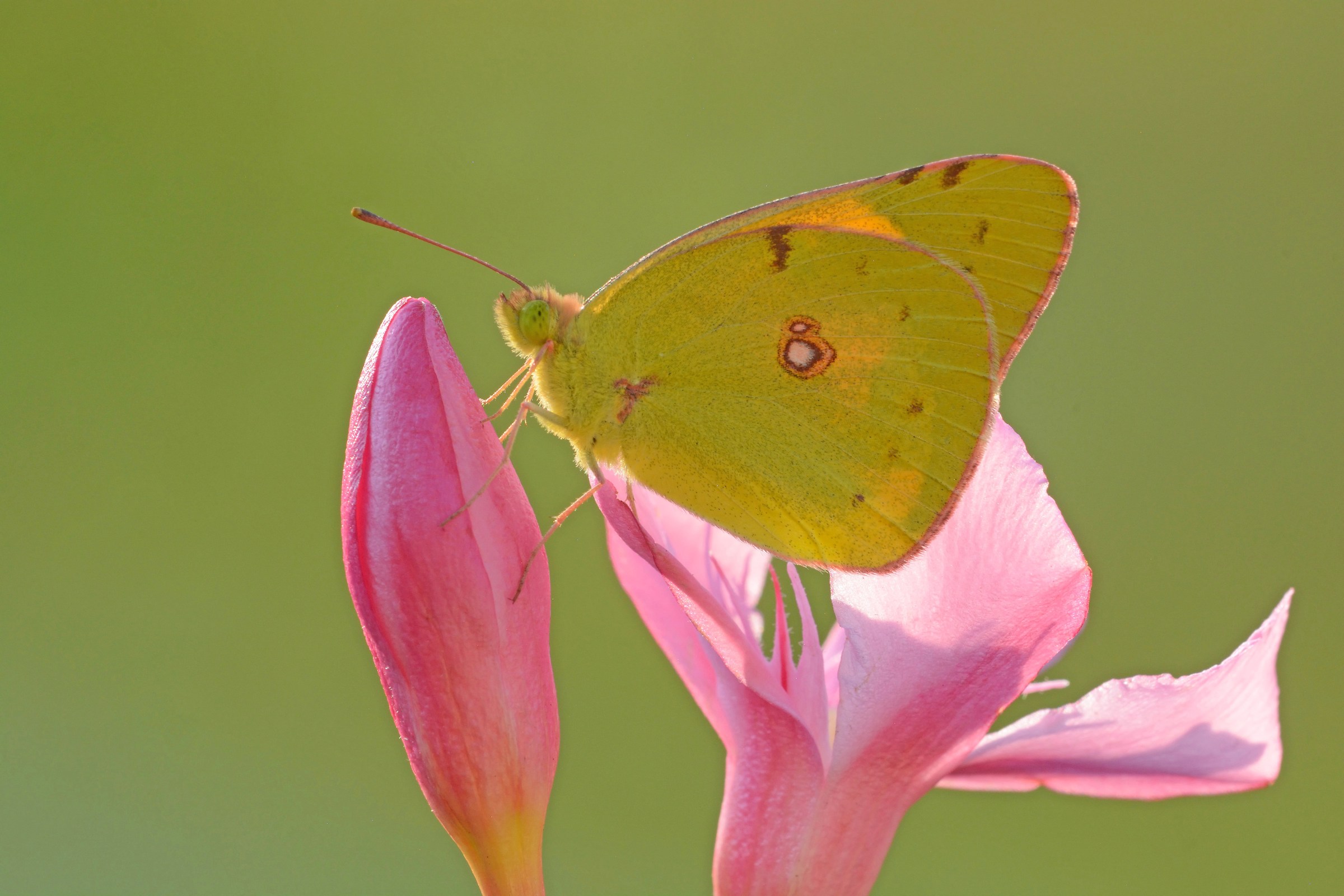 Colias crocea