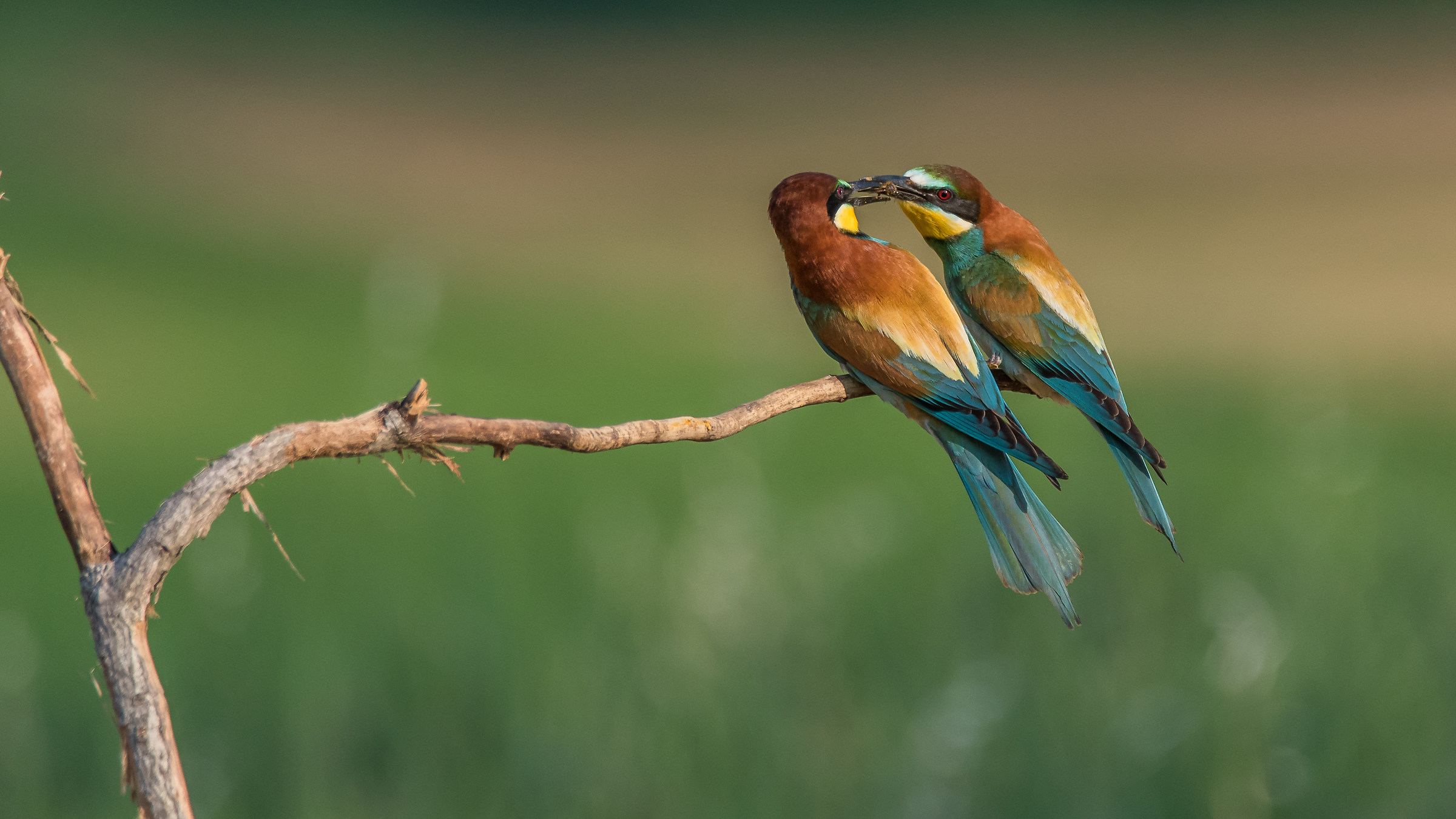 Gruccioni - Scambio di cibo pre accoppiamento