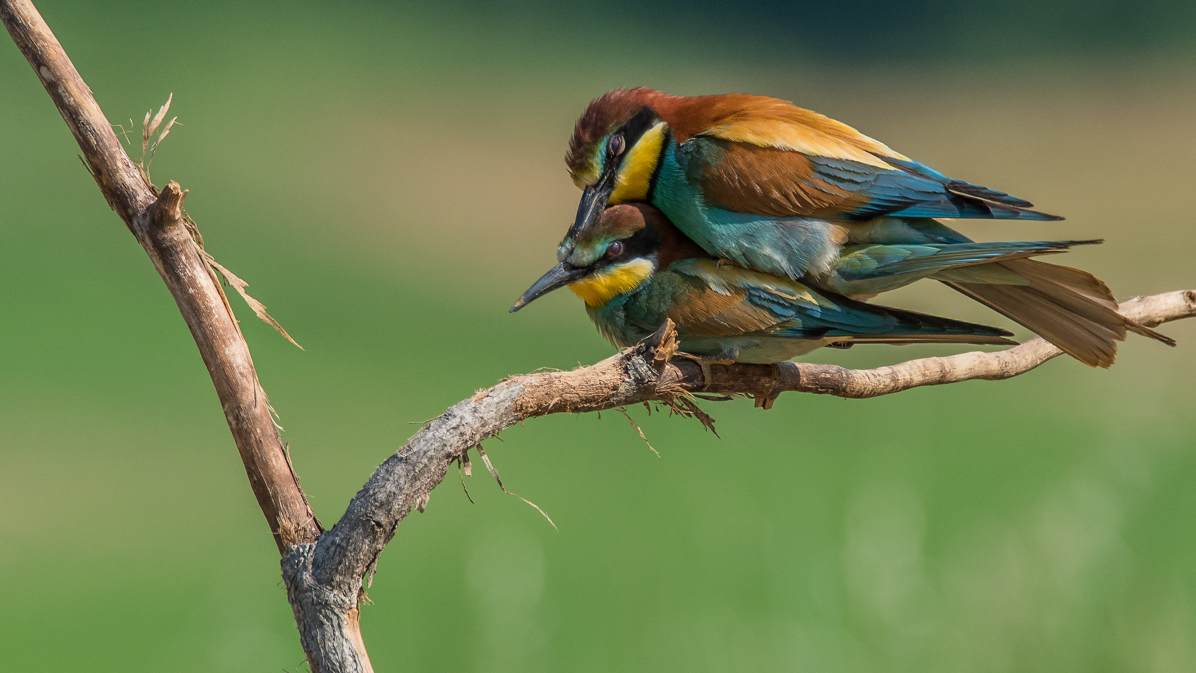 Gruccioni - Accoppiamento