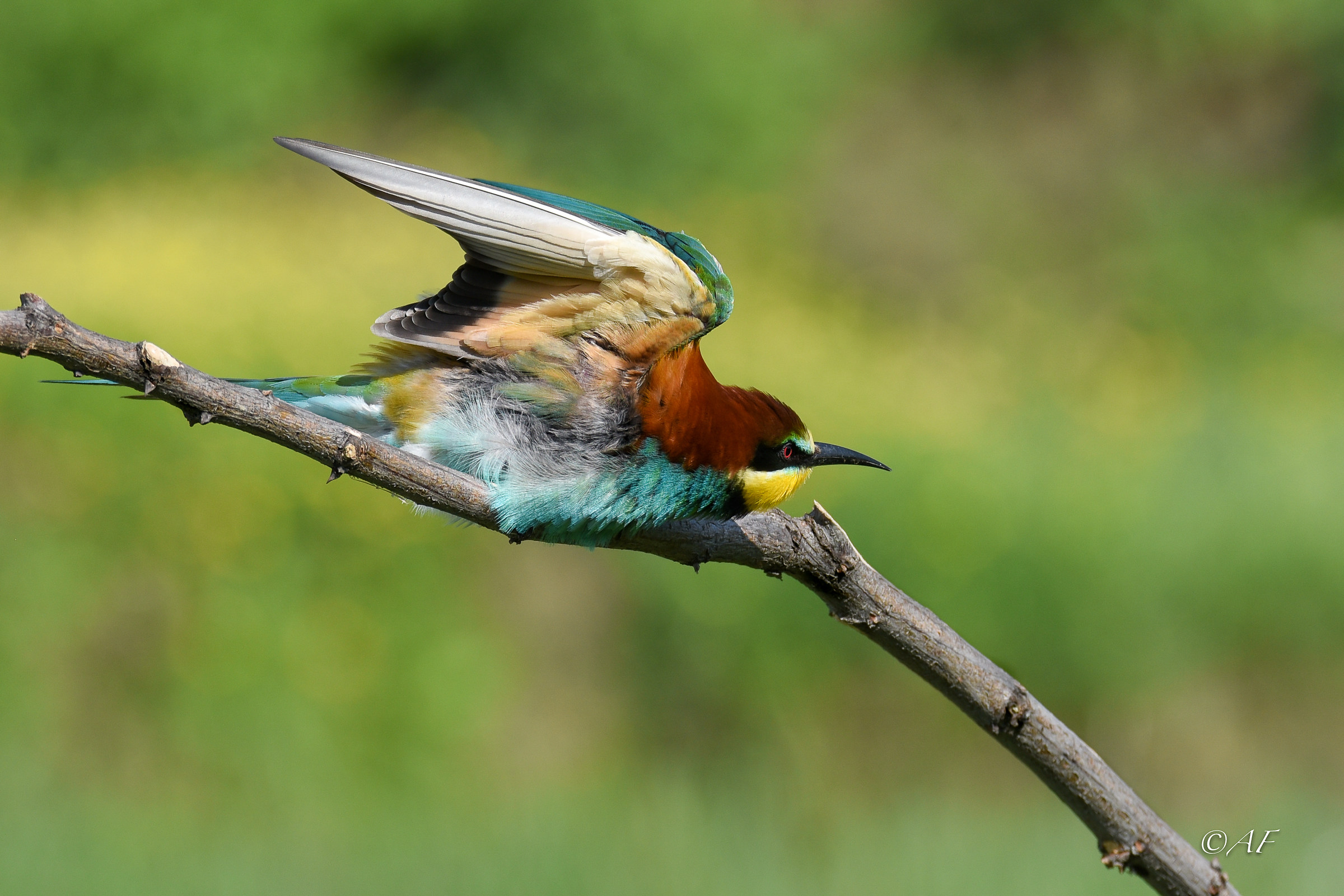 piume e piumette e tanti colori