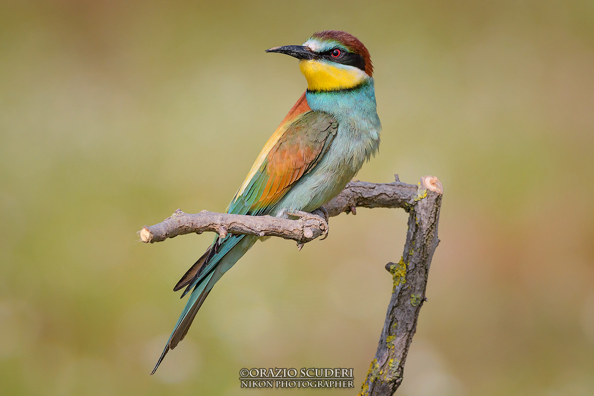 Merops Apiaster