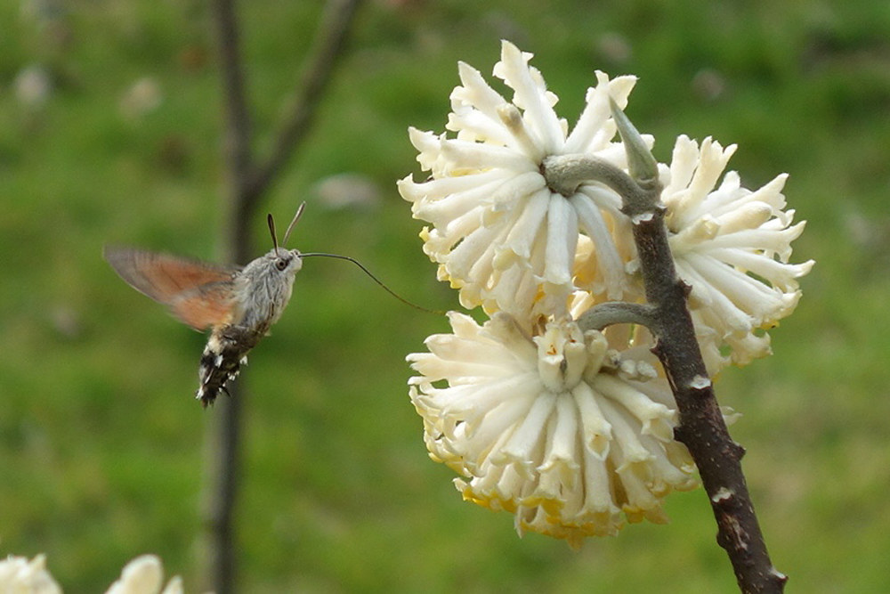 Macroglossum (Sphinx Hummingbird) and Flower of Edgeworthia ...