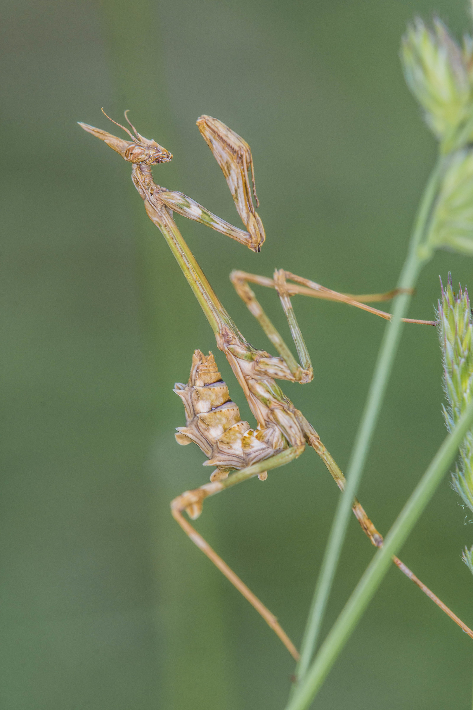 Empusa Picking | Puglia 2018