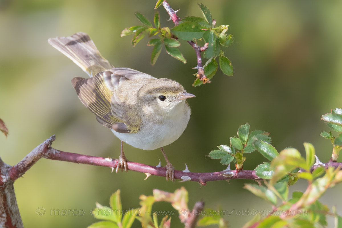White Warbler (Phylloscopus bonelli)