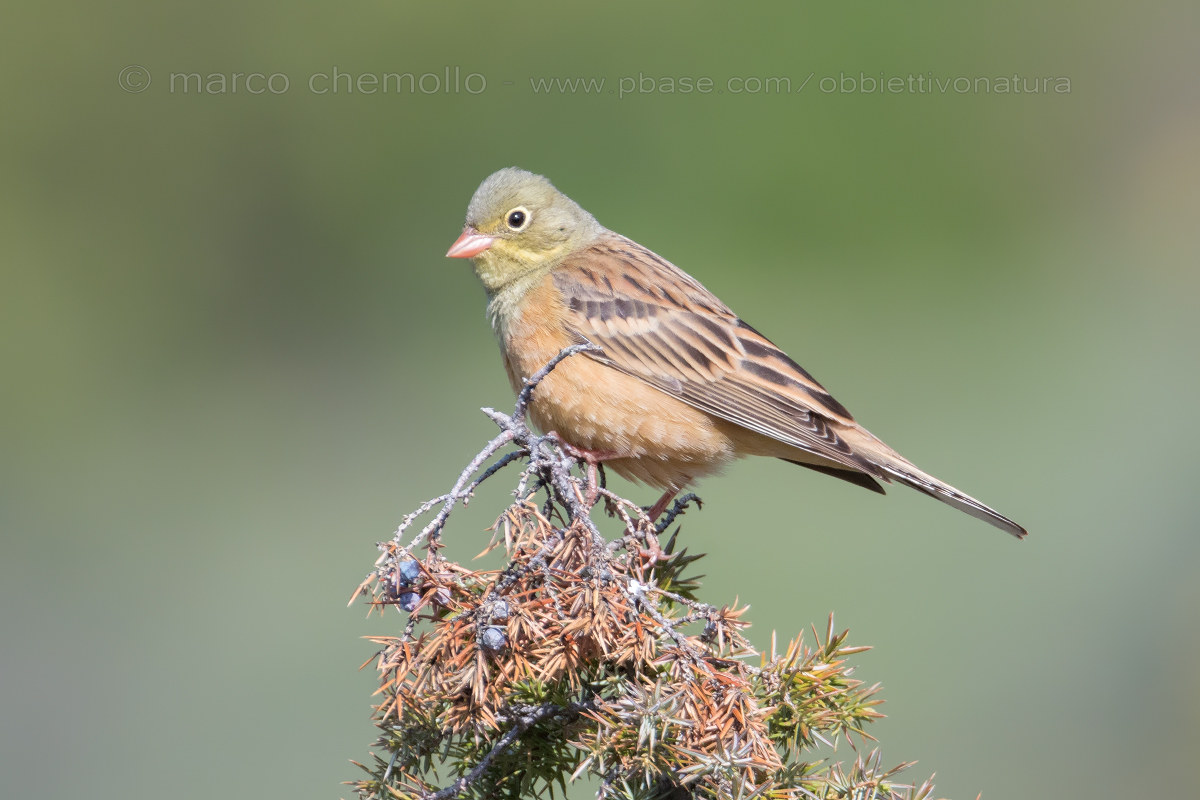 Obst (Emberiza Hortulana)
