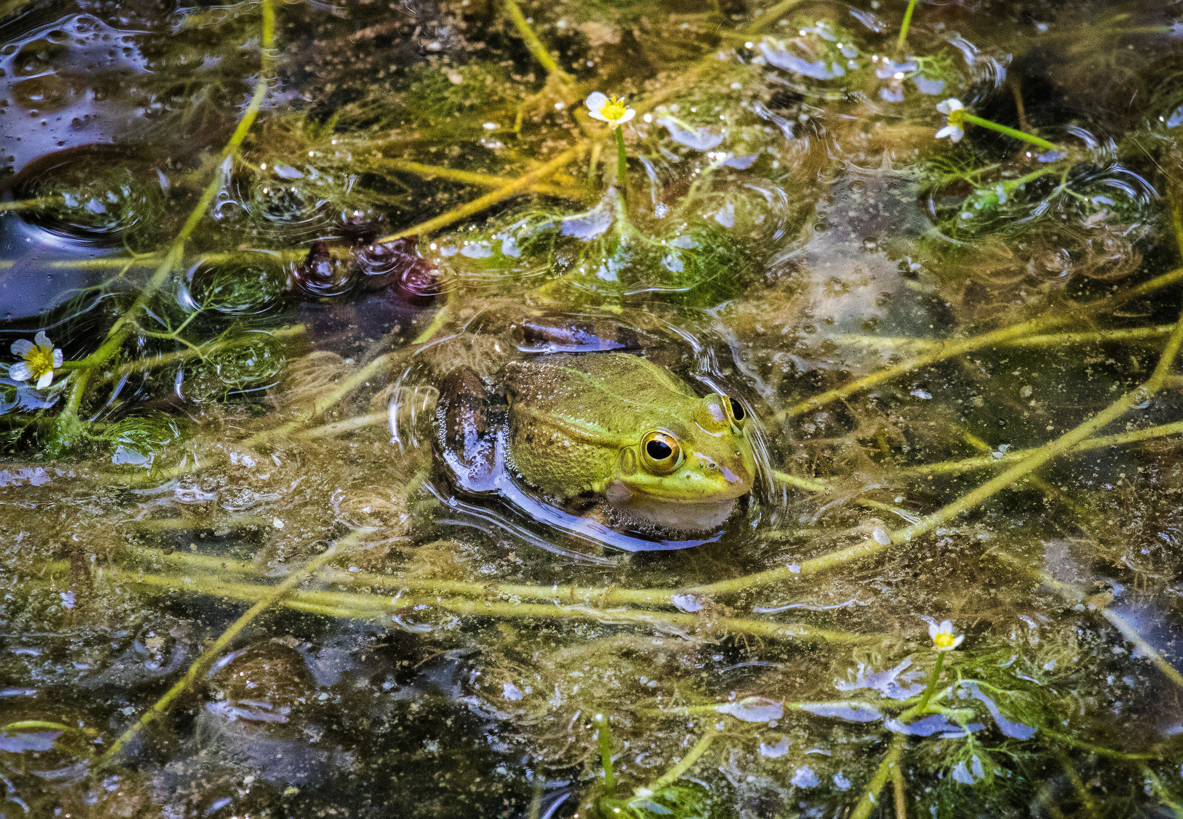Green Frog