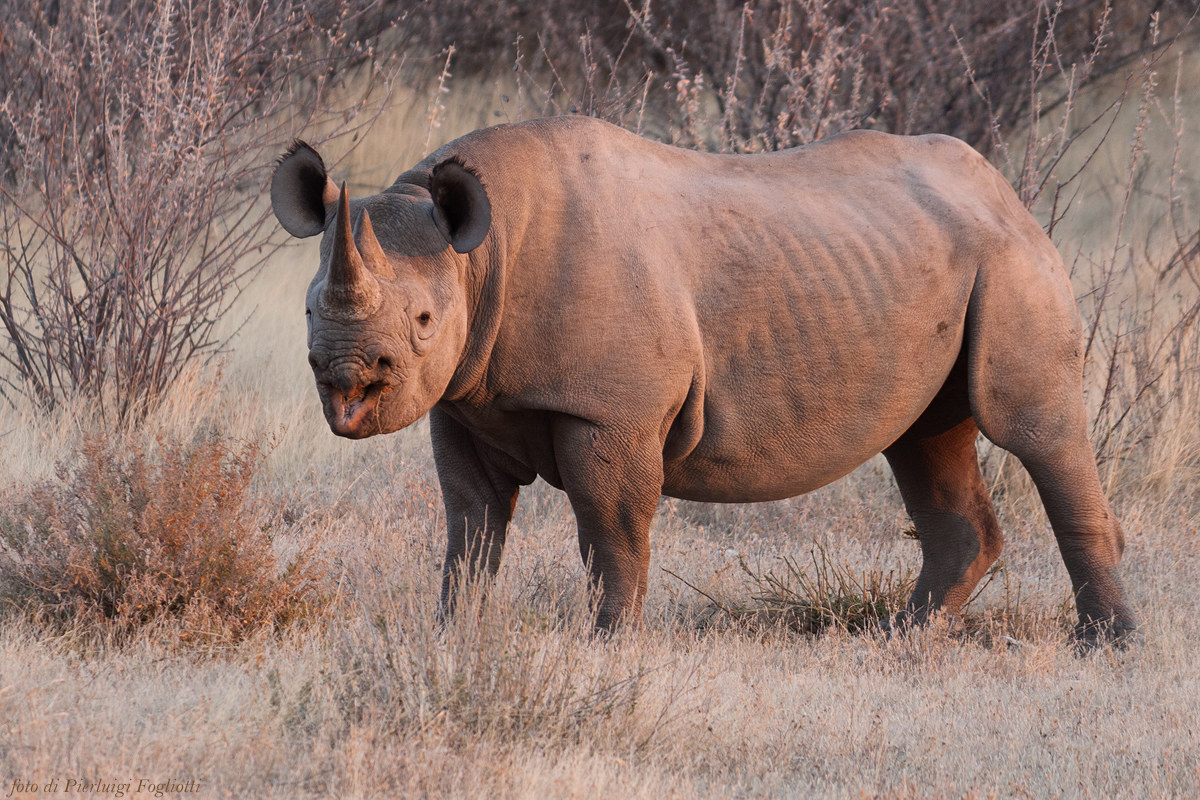 La bocca sollevò dal fiero pasto