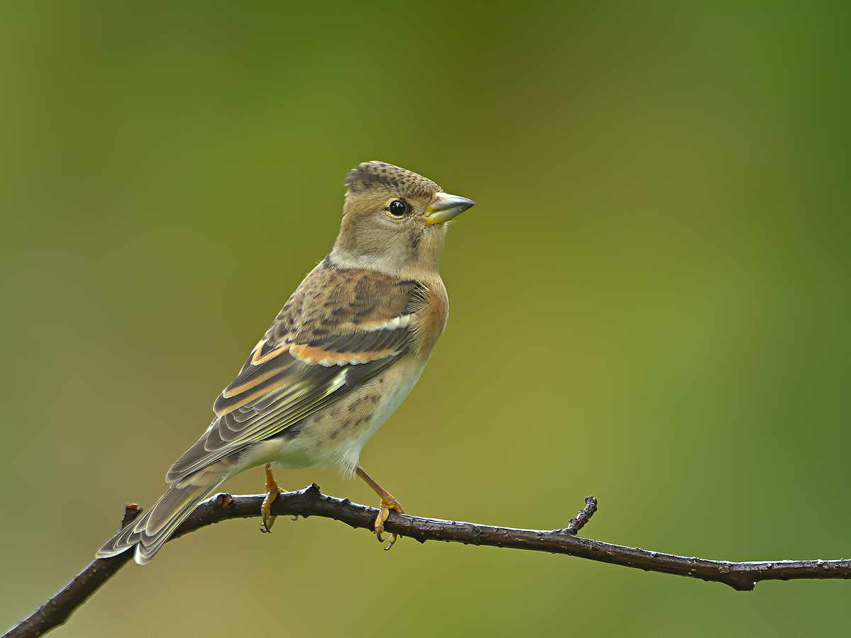 brambling