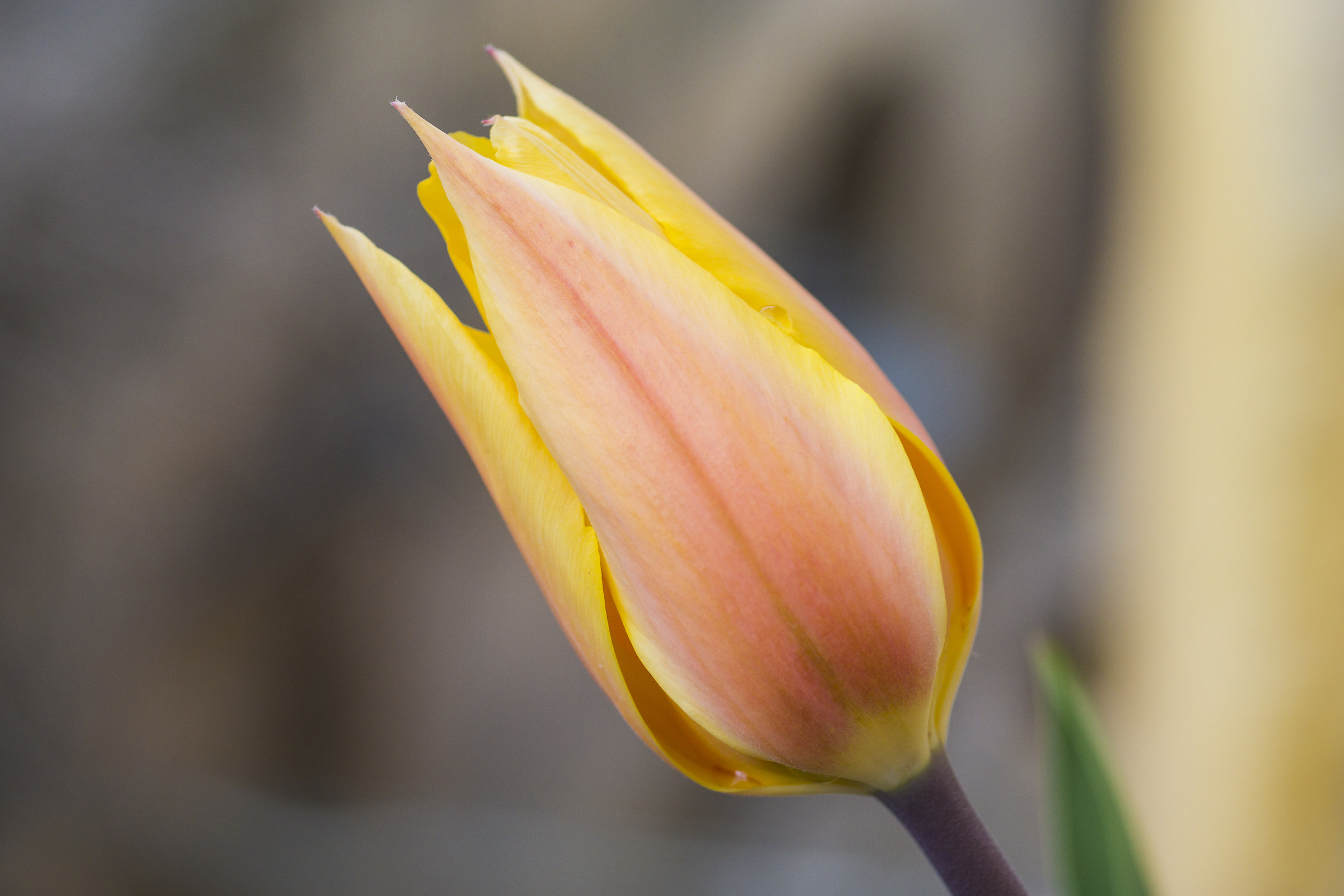 Tulipano
