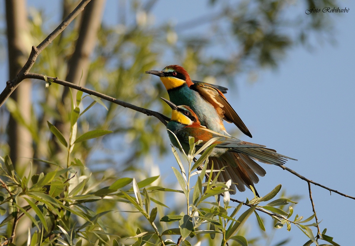 Gruccione ( accoppiamento)