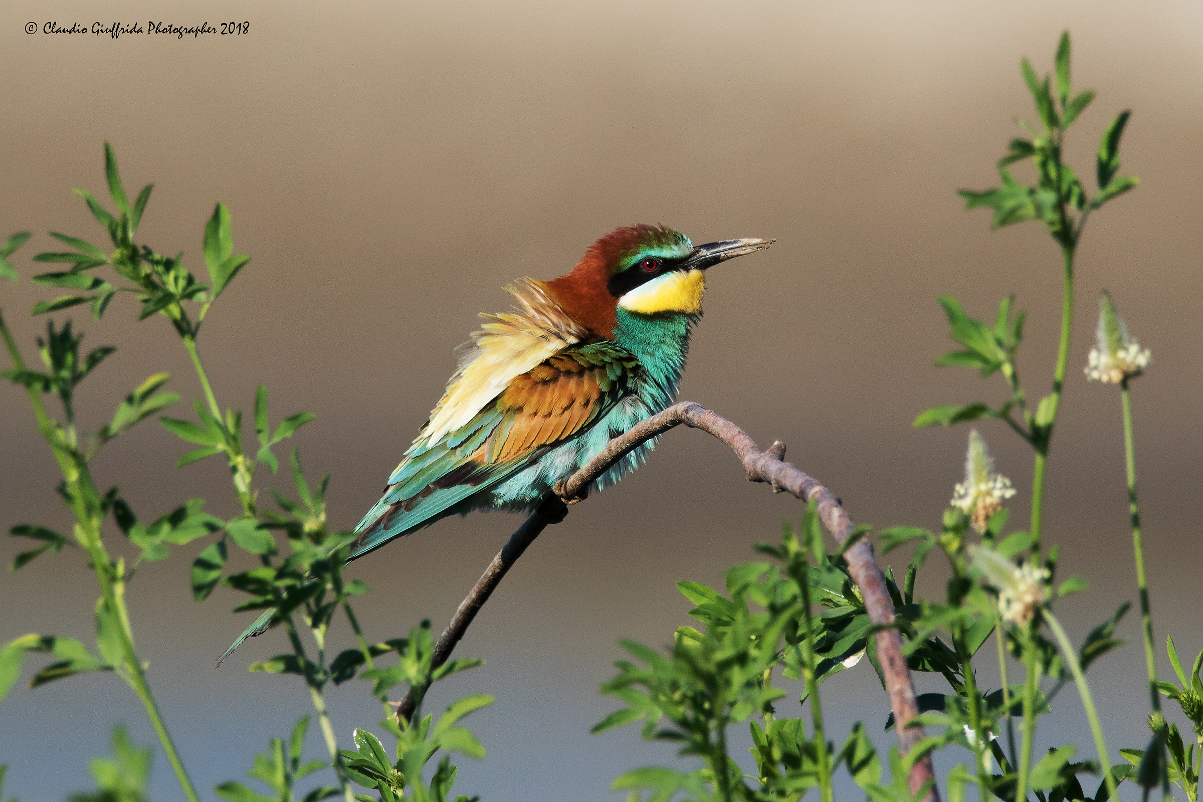 Merops apiaster