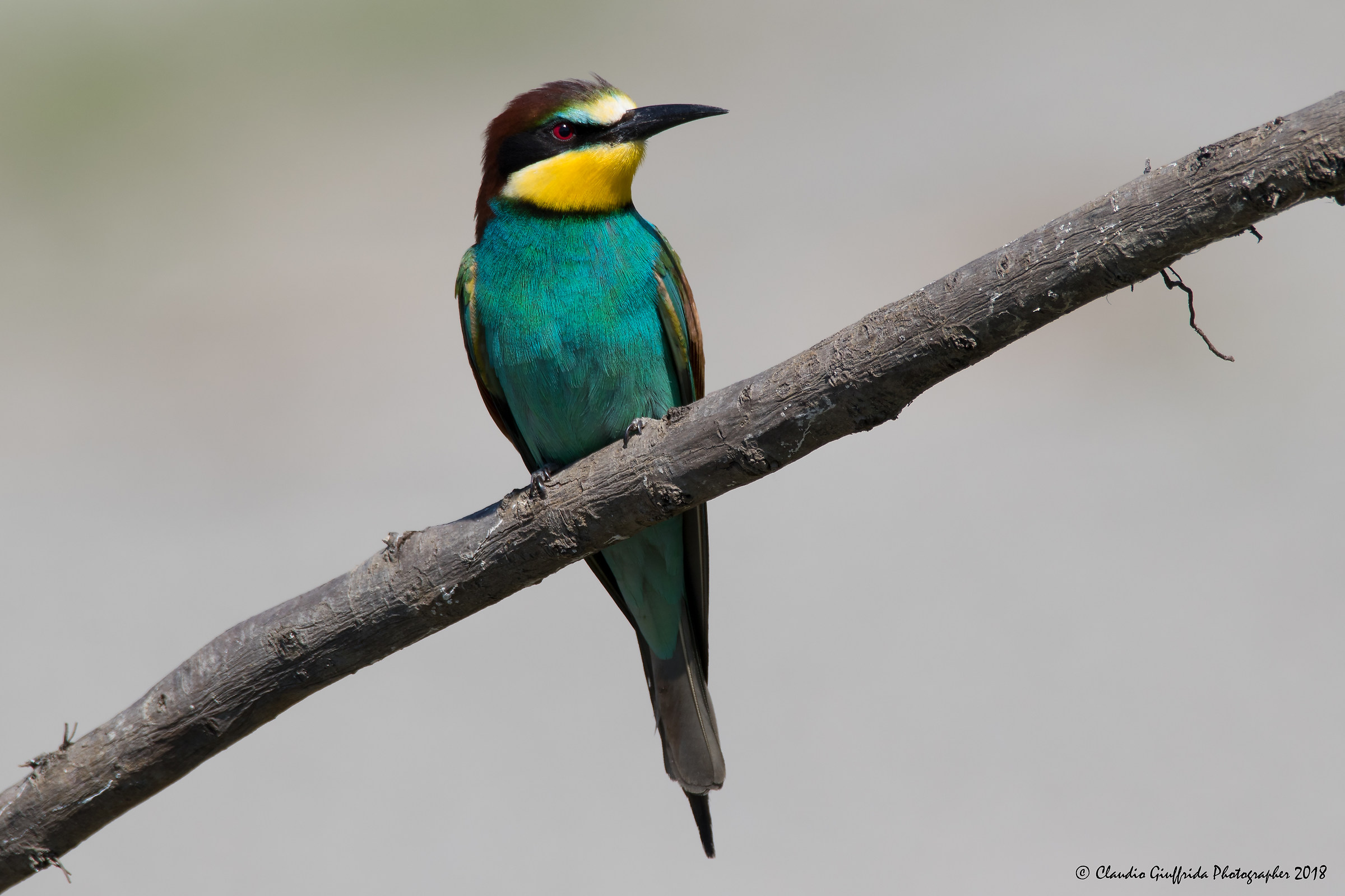 Merops apiaster