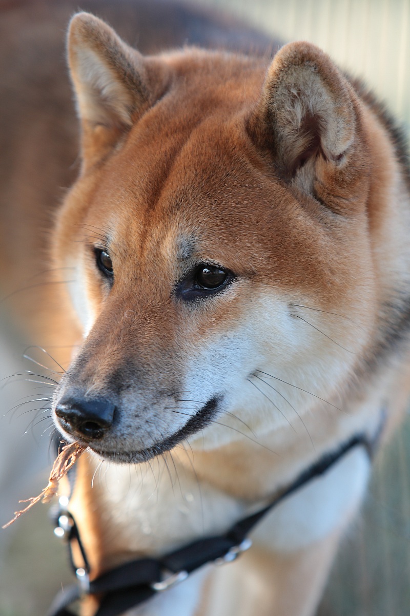 Shiba inu