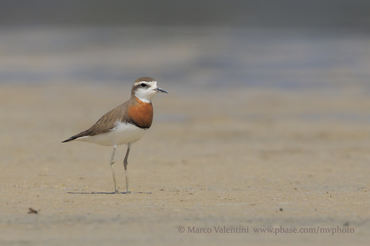 Charadrius asiaticus