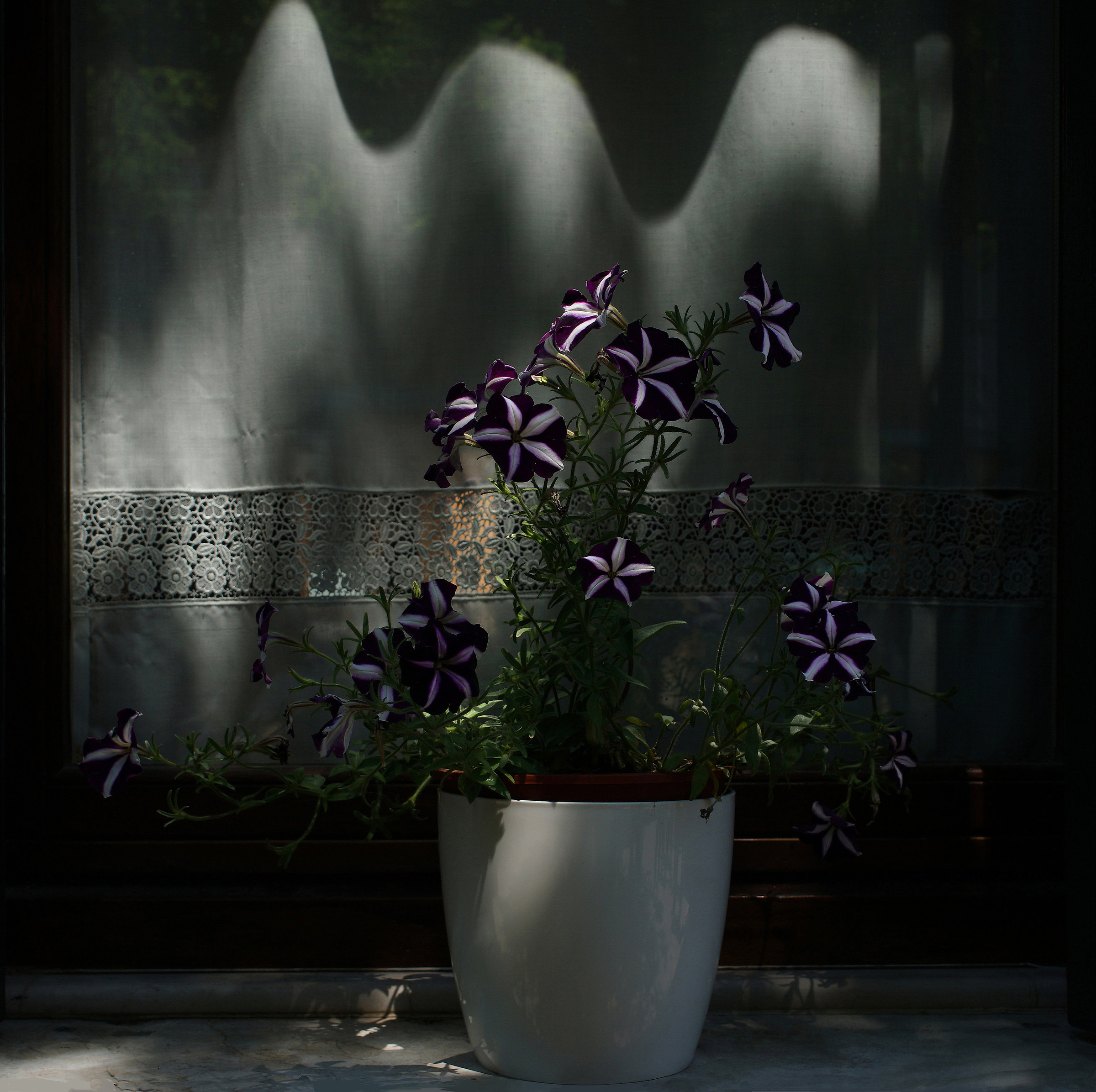 Petunie e merletto di Burano