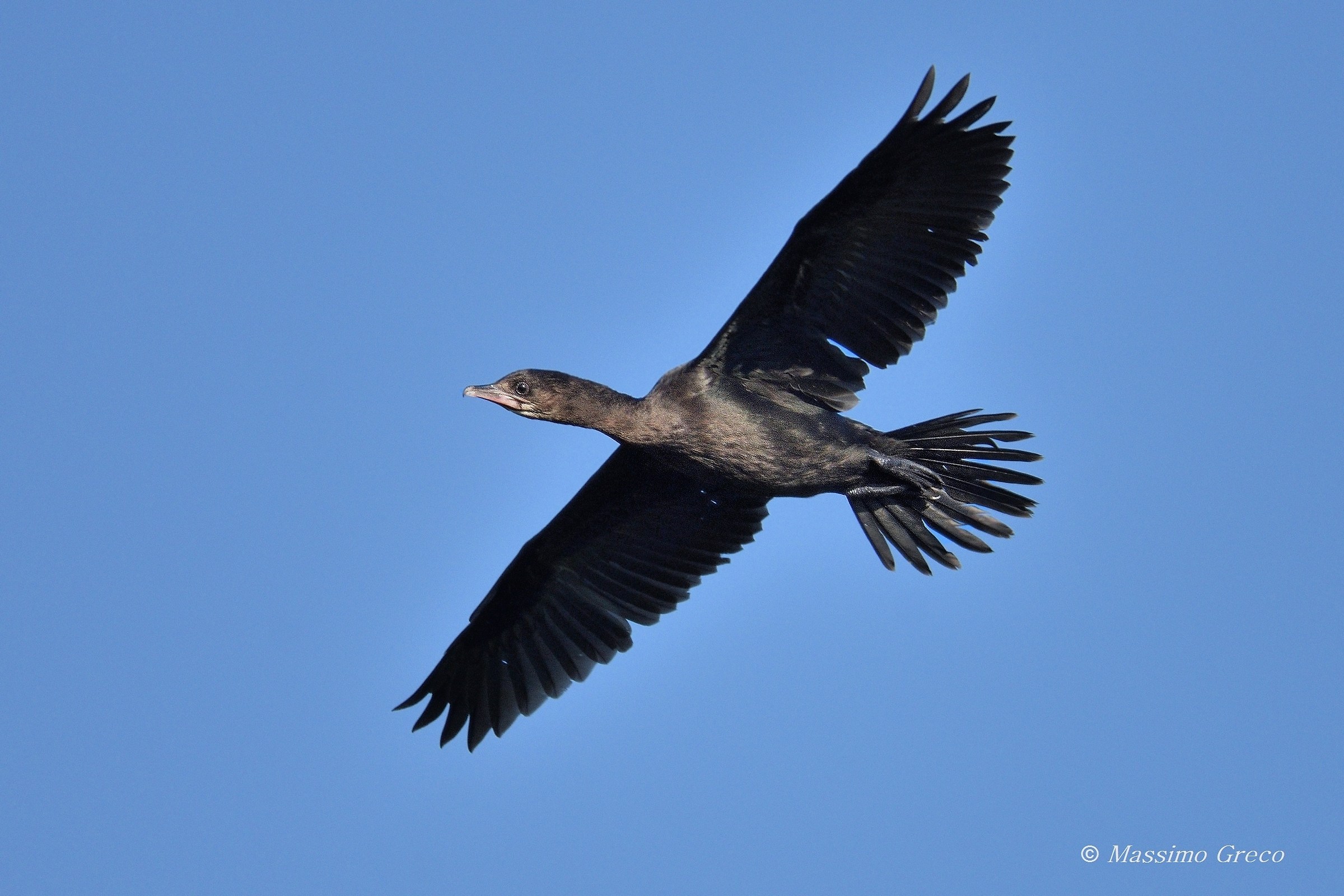 Shag Minor (Microcarbic pygmeus)