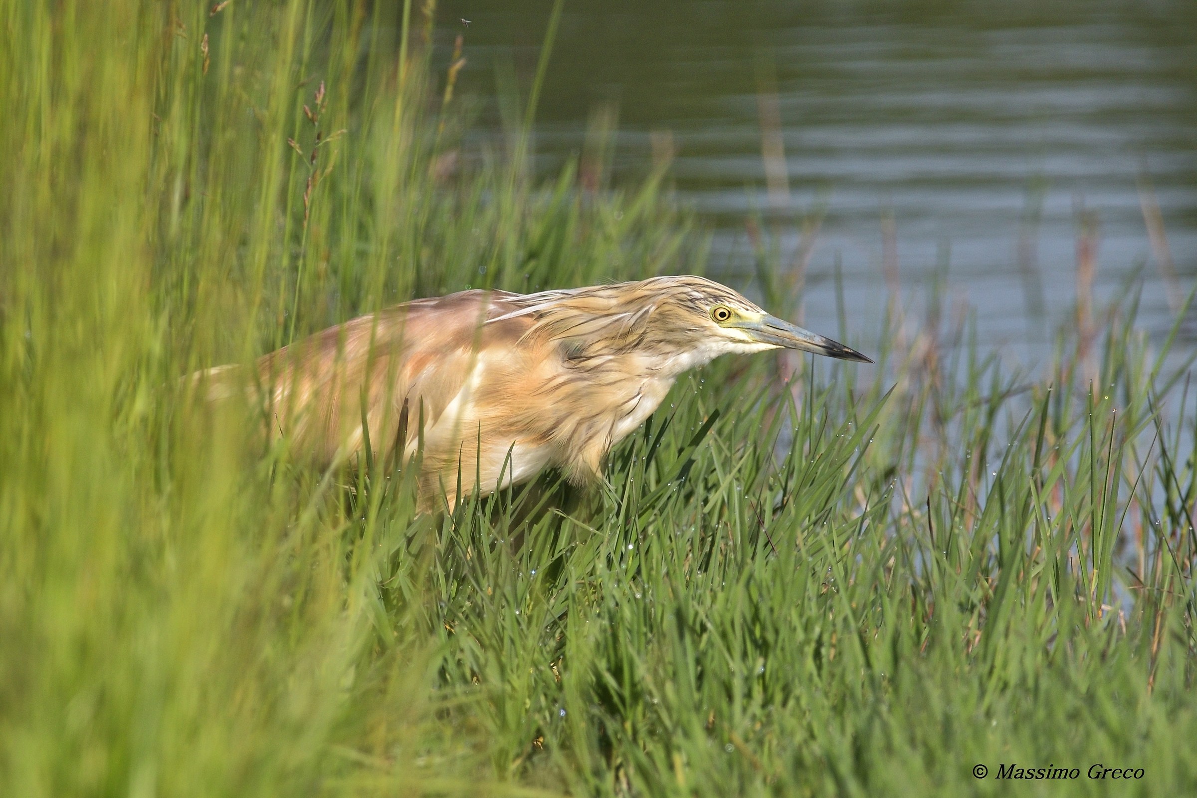 Sgarza ciuffetto (Ardeola ralloides)