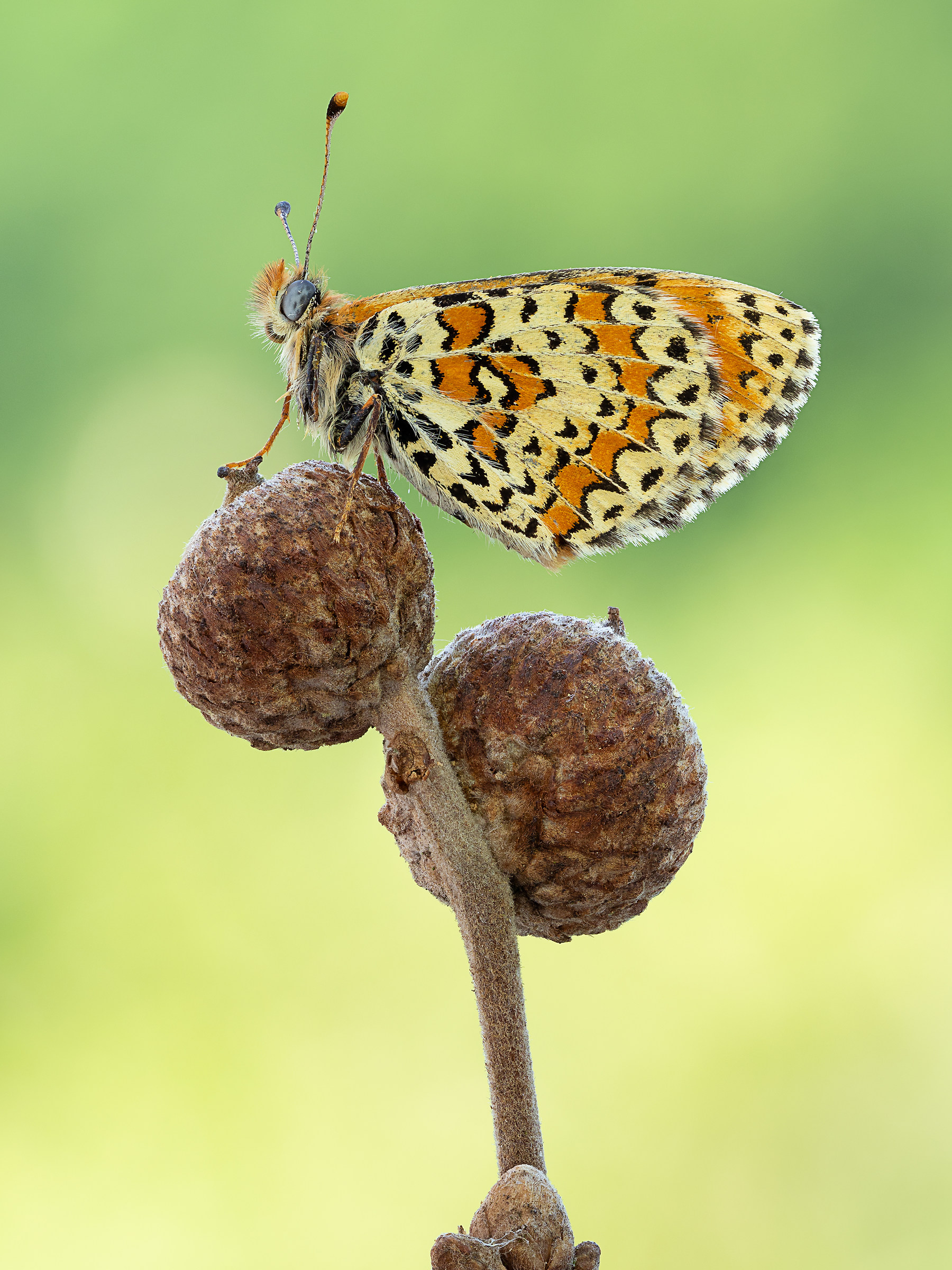 Melitaea trivia