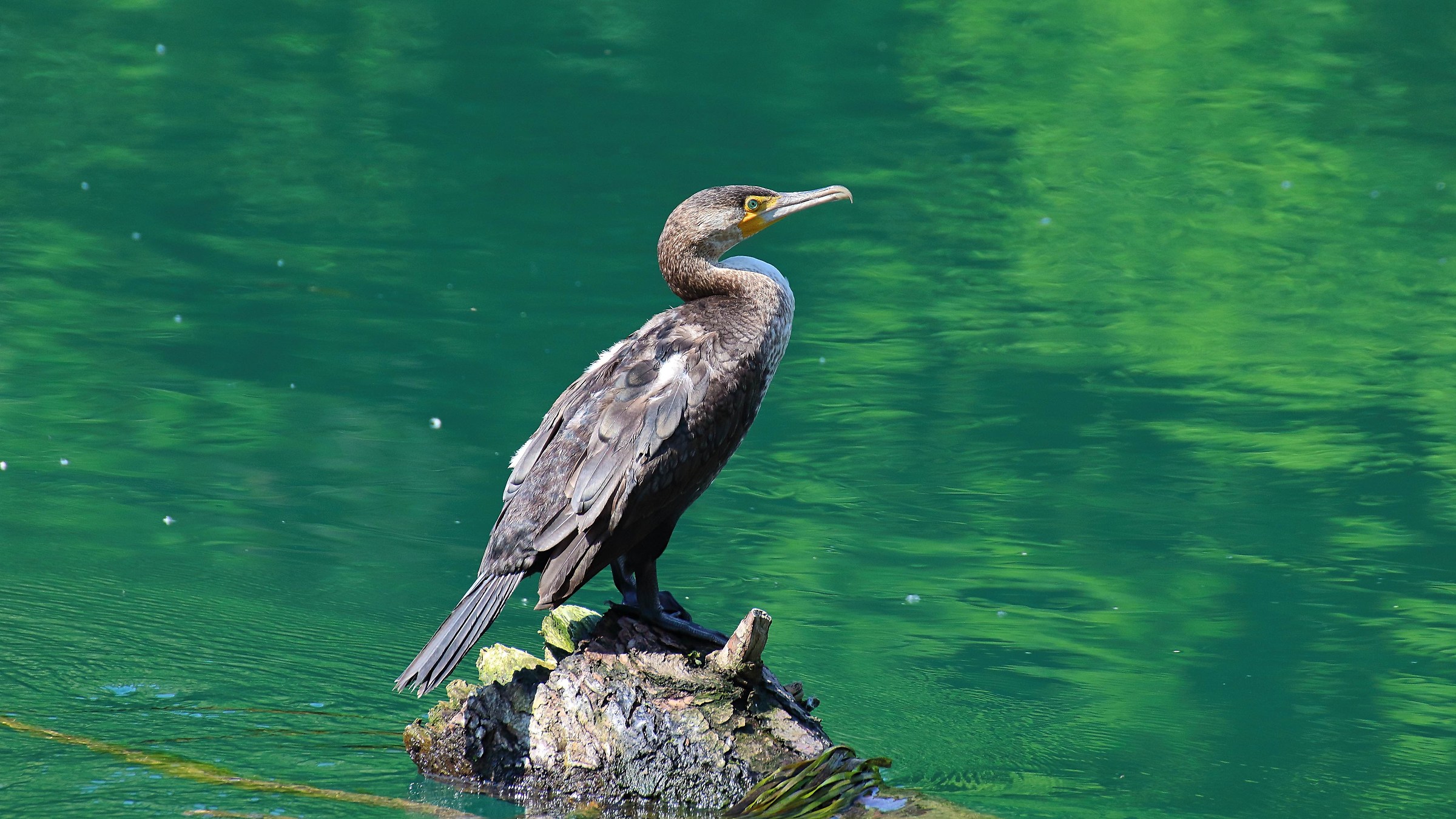 Cormorano