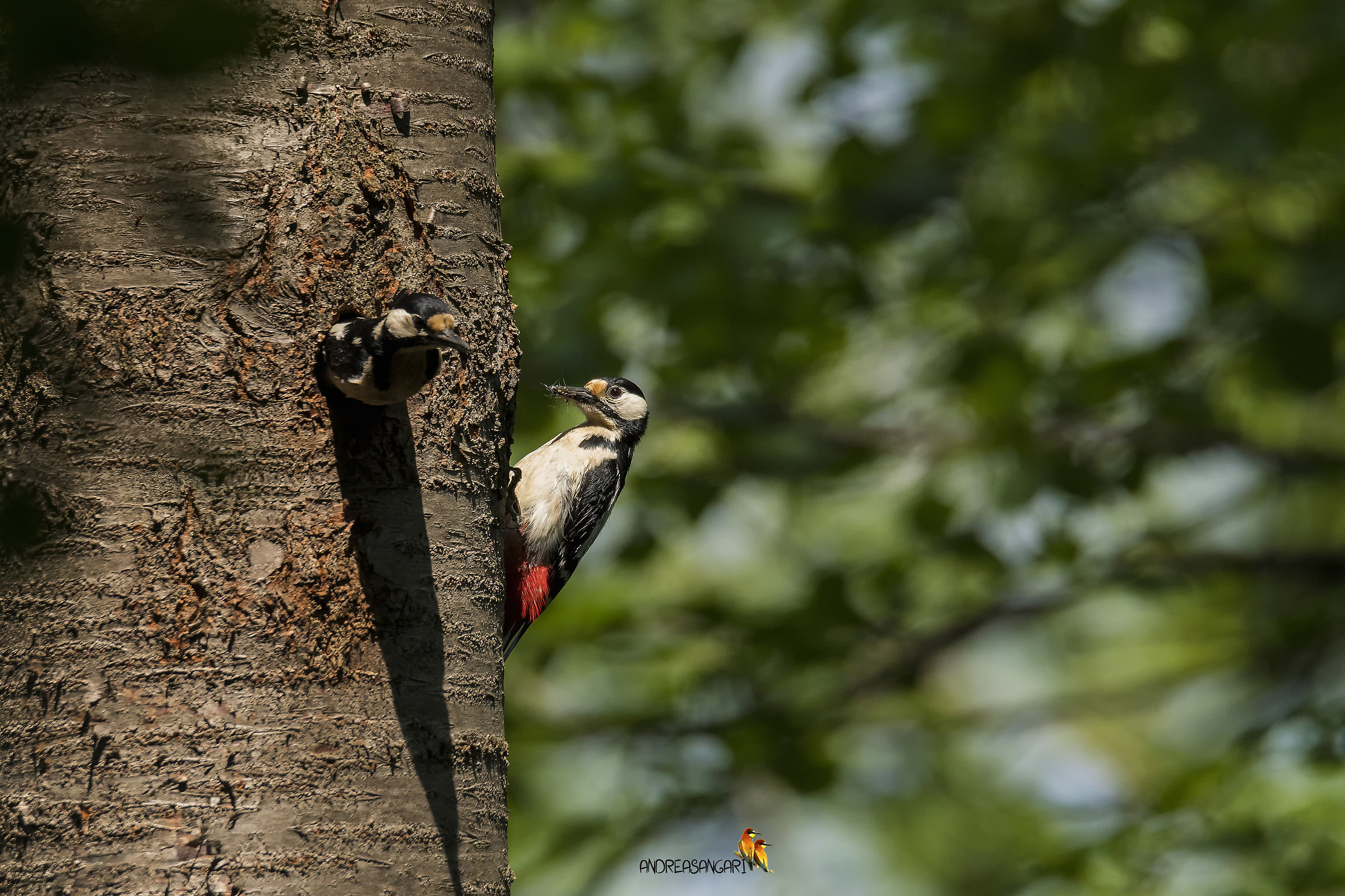 Papa e mamma picchio rosso